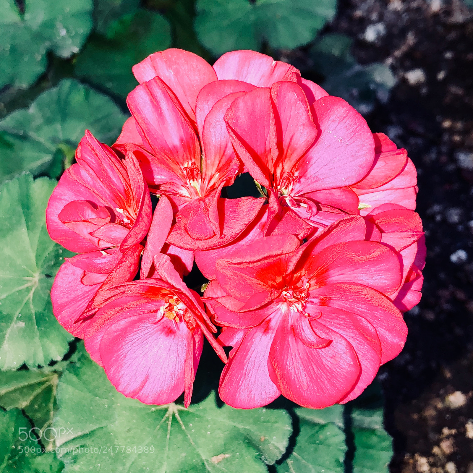 Apple iPhone 8 Plus sample photo. Geraniums photography