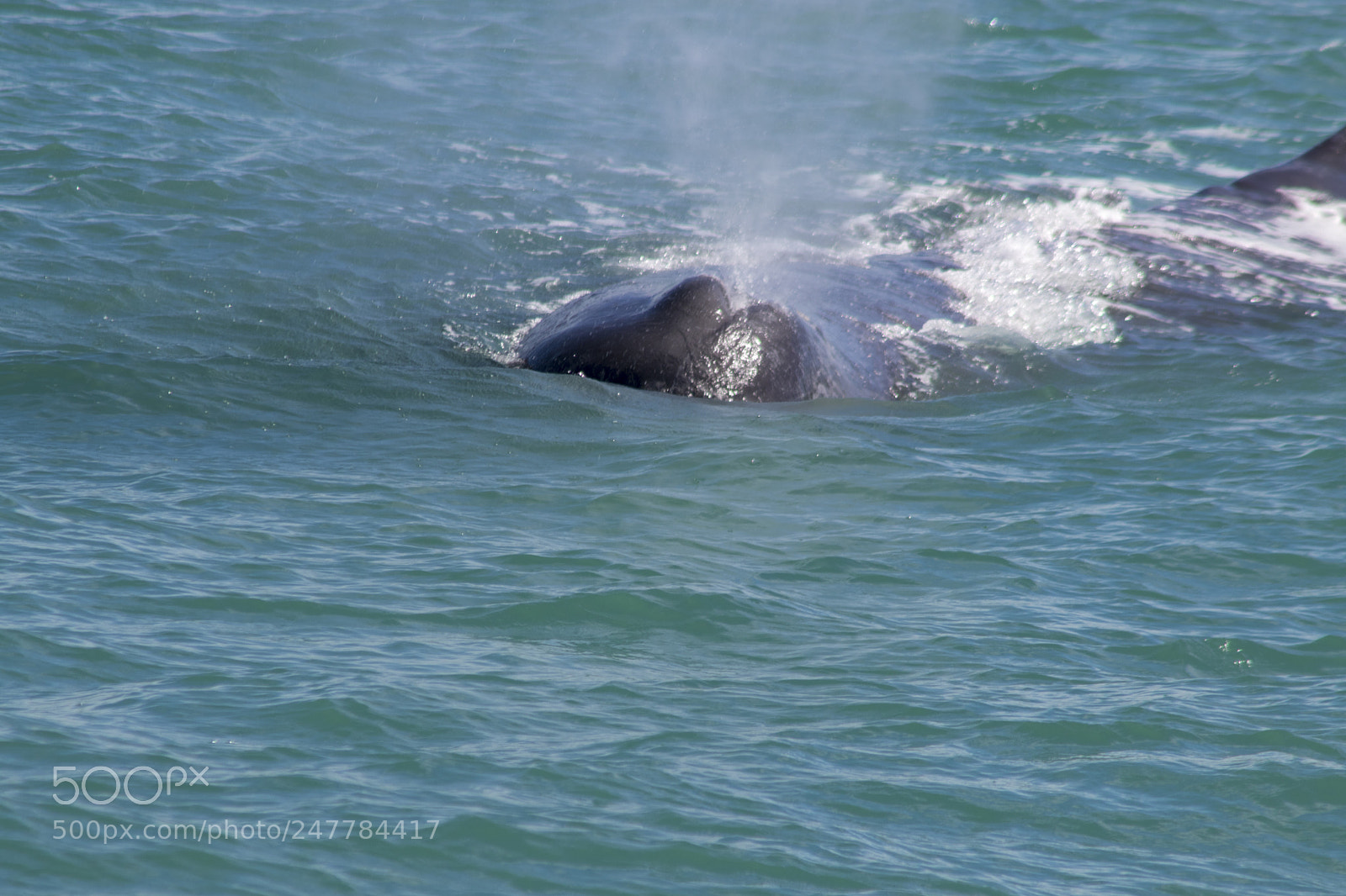 Canon EOS 80D sample photo. Sperm whale blowhole photography