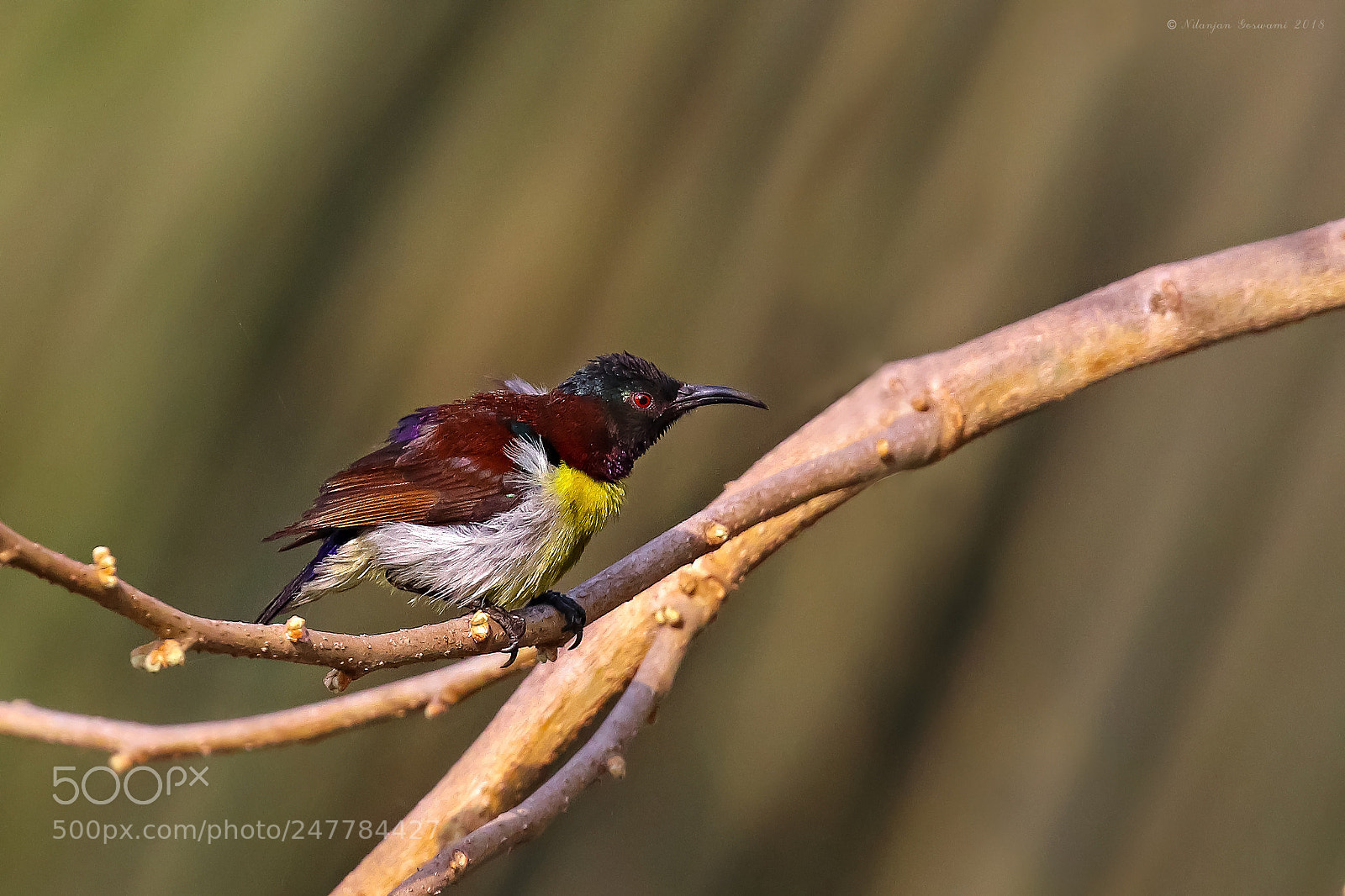 Canon EOS 80D sample photo. Purple-rumped-sunbird photography