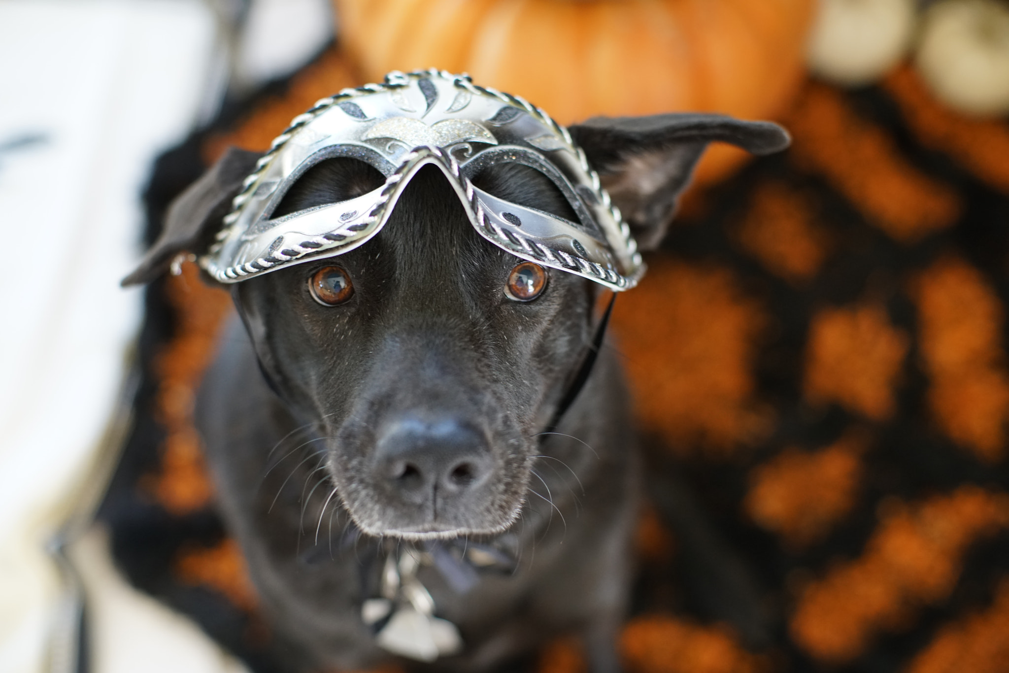 Sony a7R II + Sony 50mm F1.4 sample photo. Halloween hound photography