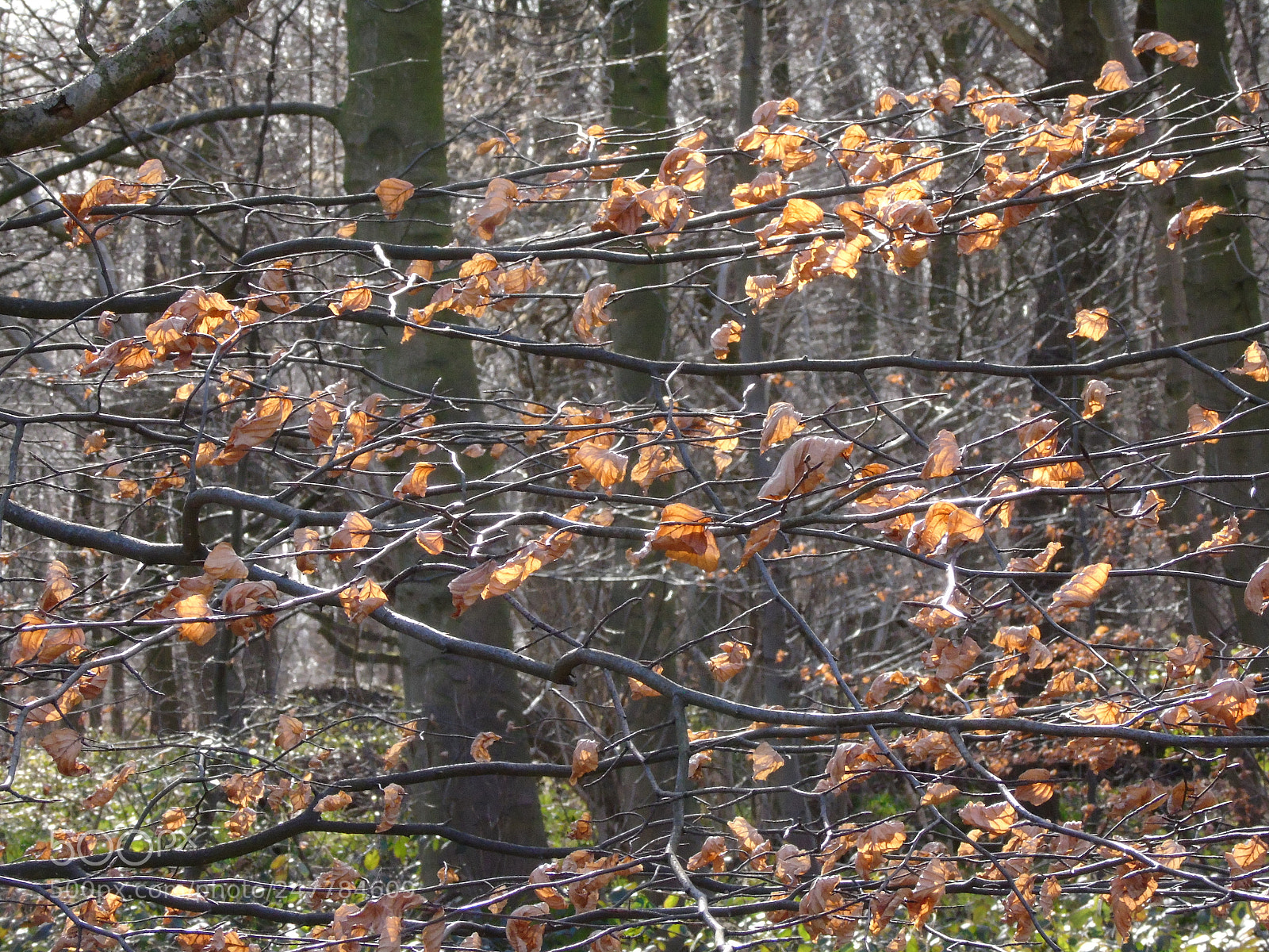 Sony Cyber-shot DSC-H400 sample photo. Beech woods in february photography