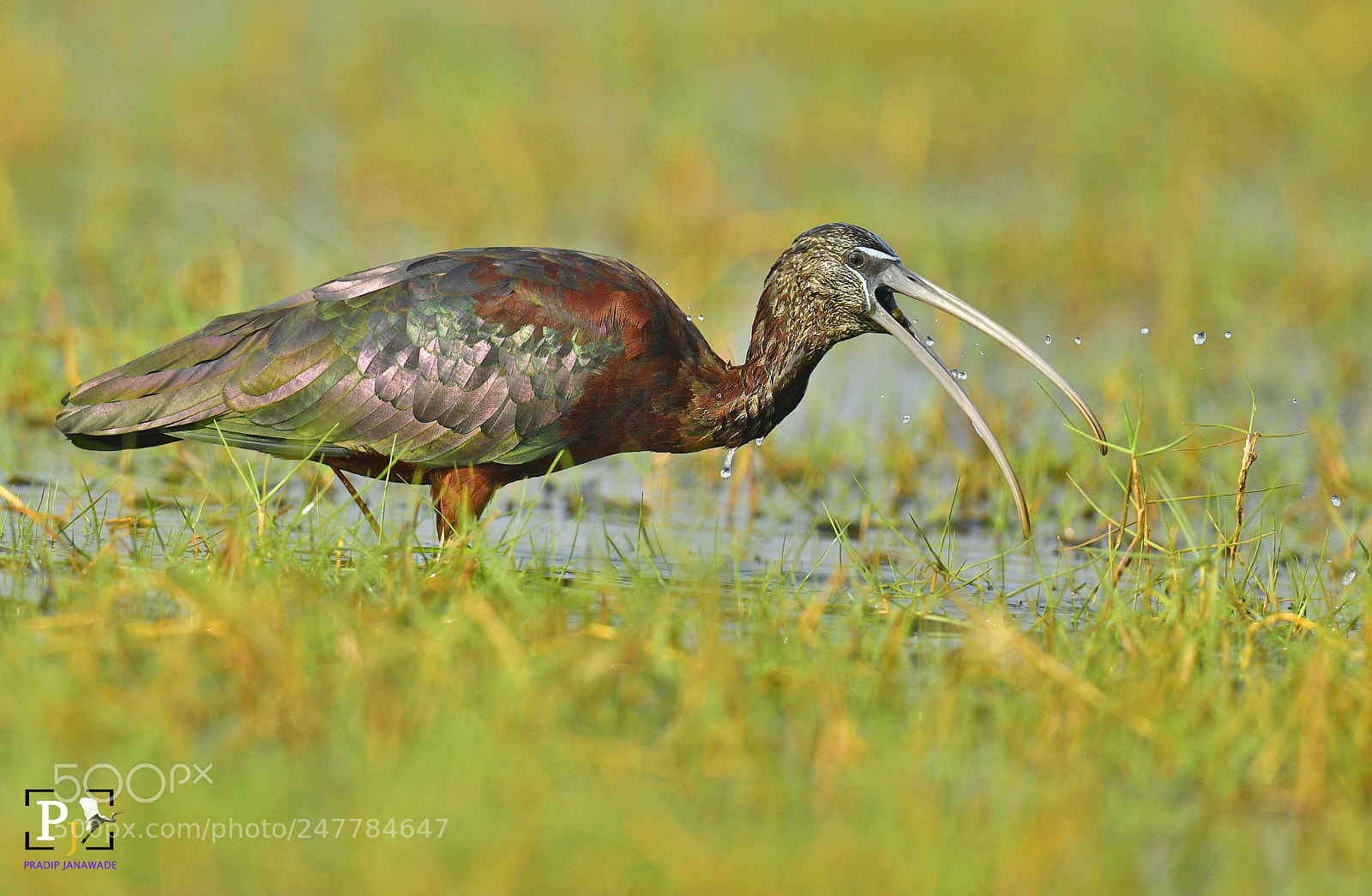 Nikon D5 sample photo. Gloosy ibis photography
