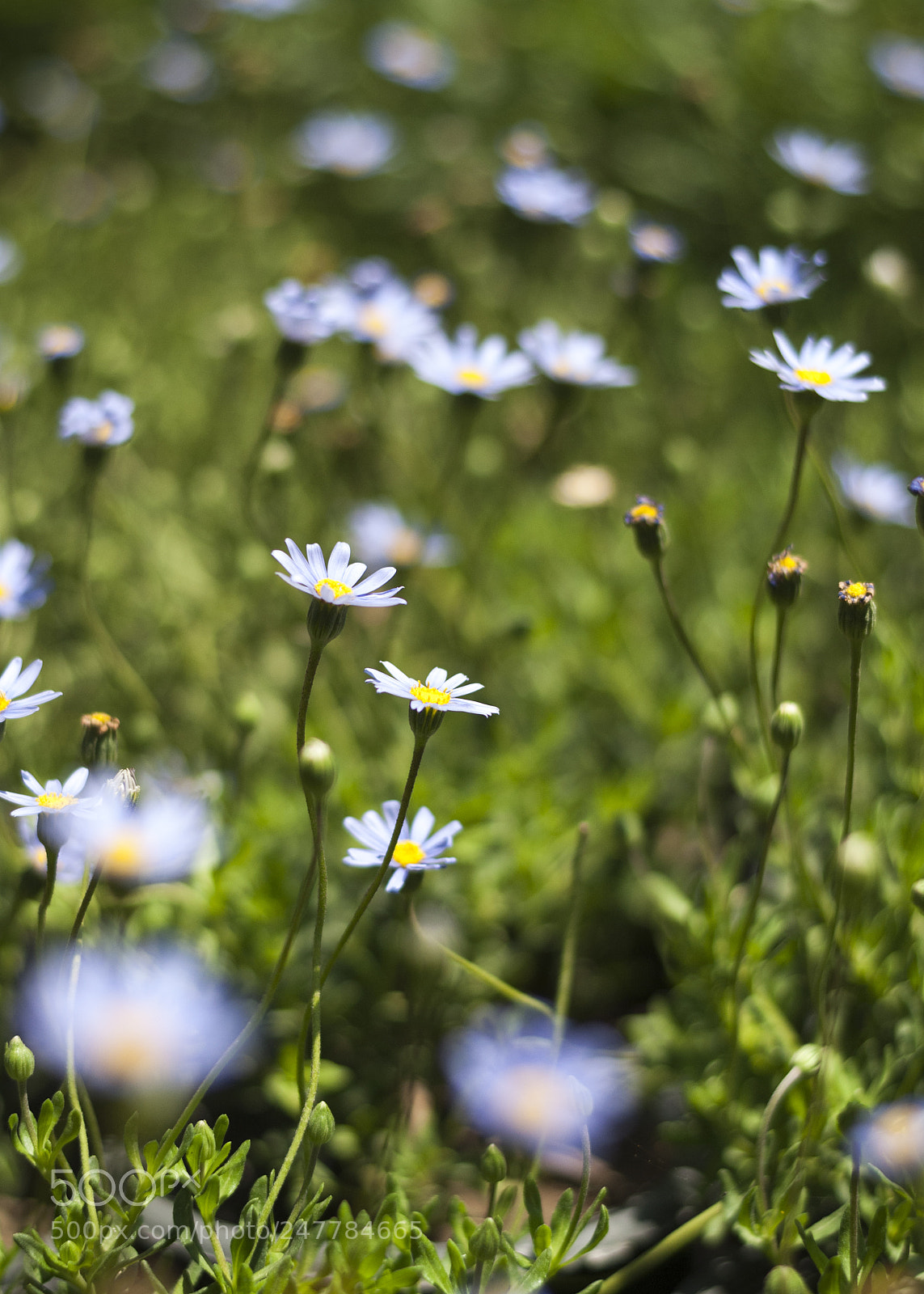 Nikon D3000 sample photo. My garden photography