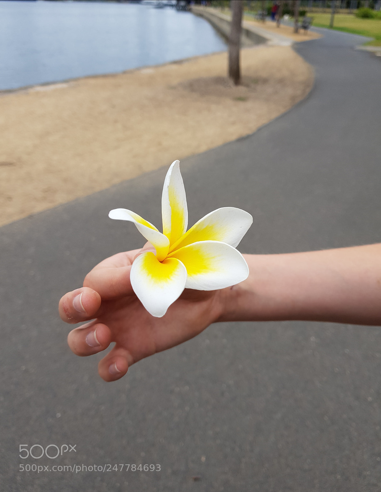 Samsung Galaxy S8+ sample photo. Frangipani 2. photography