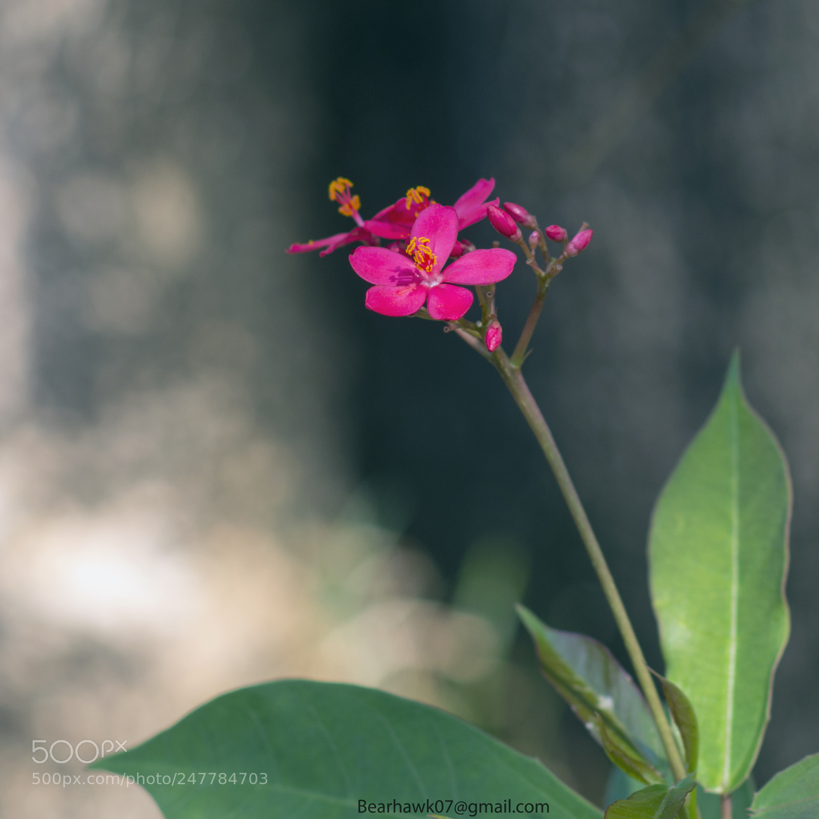 Nikon D7200 sample photo. 20180301_1413.jpg photography