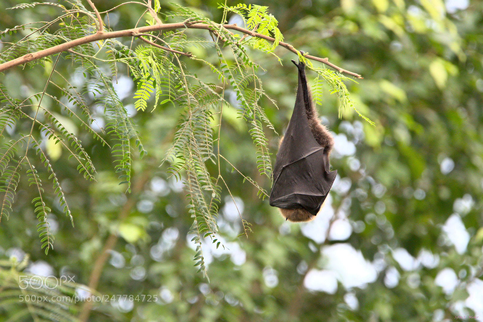 Nikon D7200 sample photo. Sleep photography