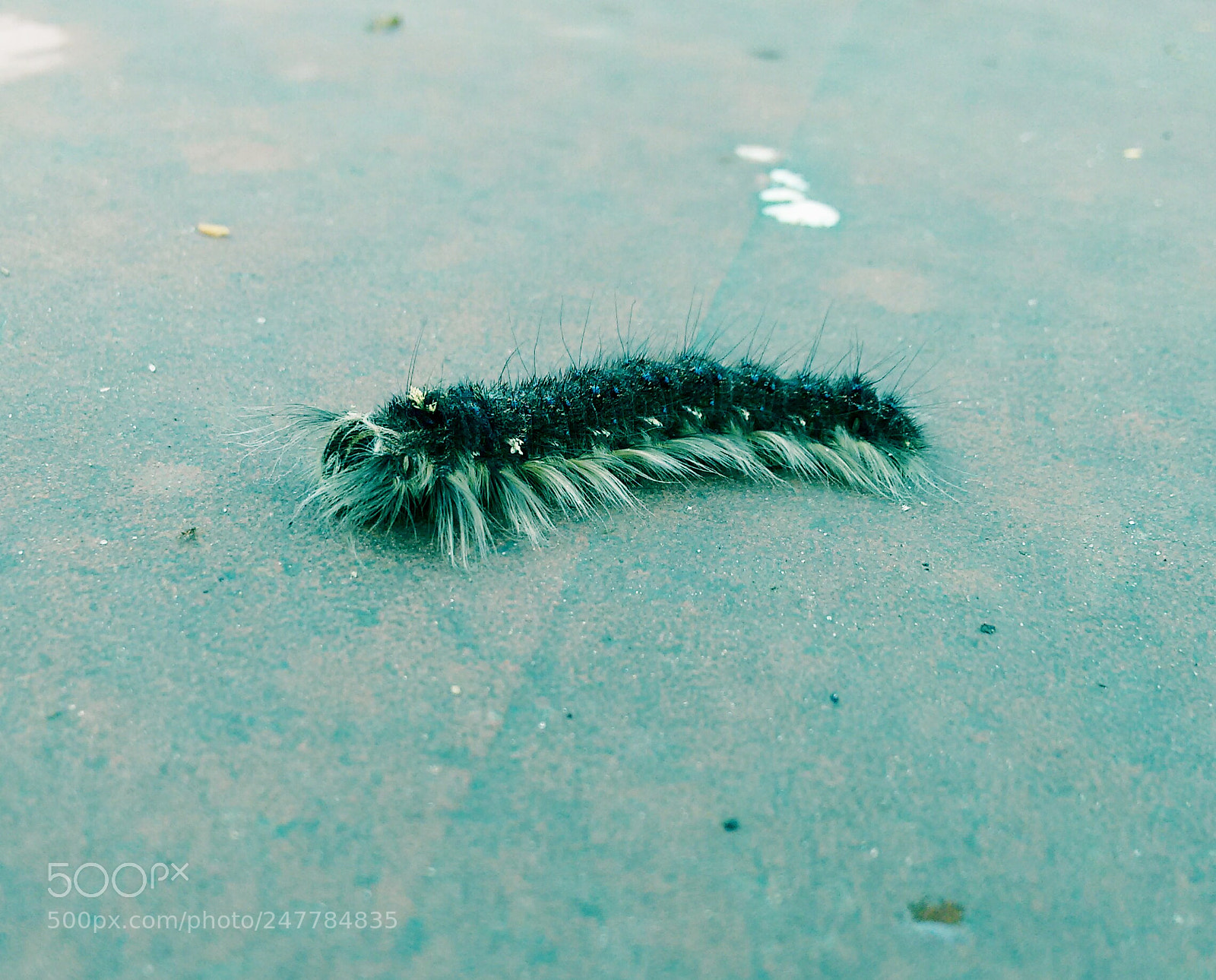 Motorola Moto G (2nd Gen) sample photo. Relative of caterpillar photography