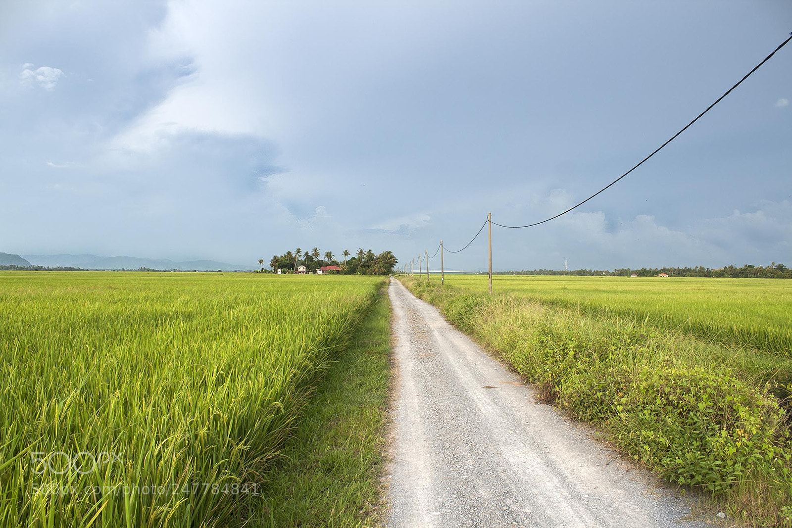 Canon EOS 400D (EOS Digital Rebel XTi / EOS Kiss Digital X) sample photo. Panoramic paddy field photography