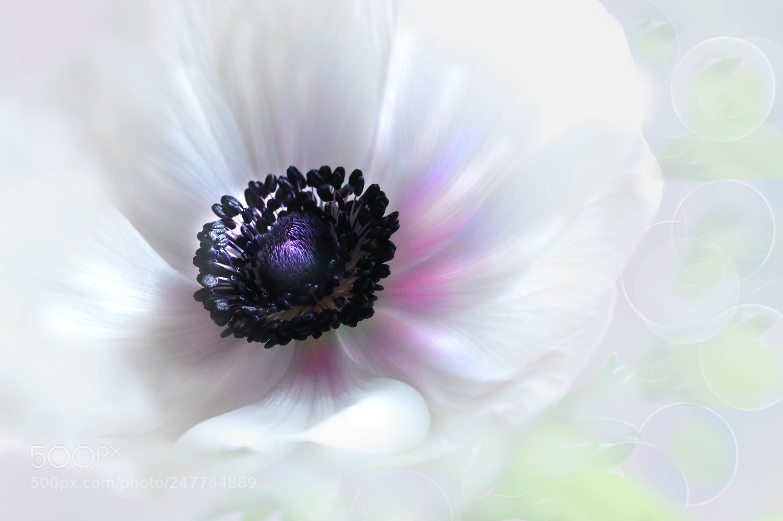 Canon EOS 80D sample photo. Img photography
