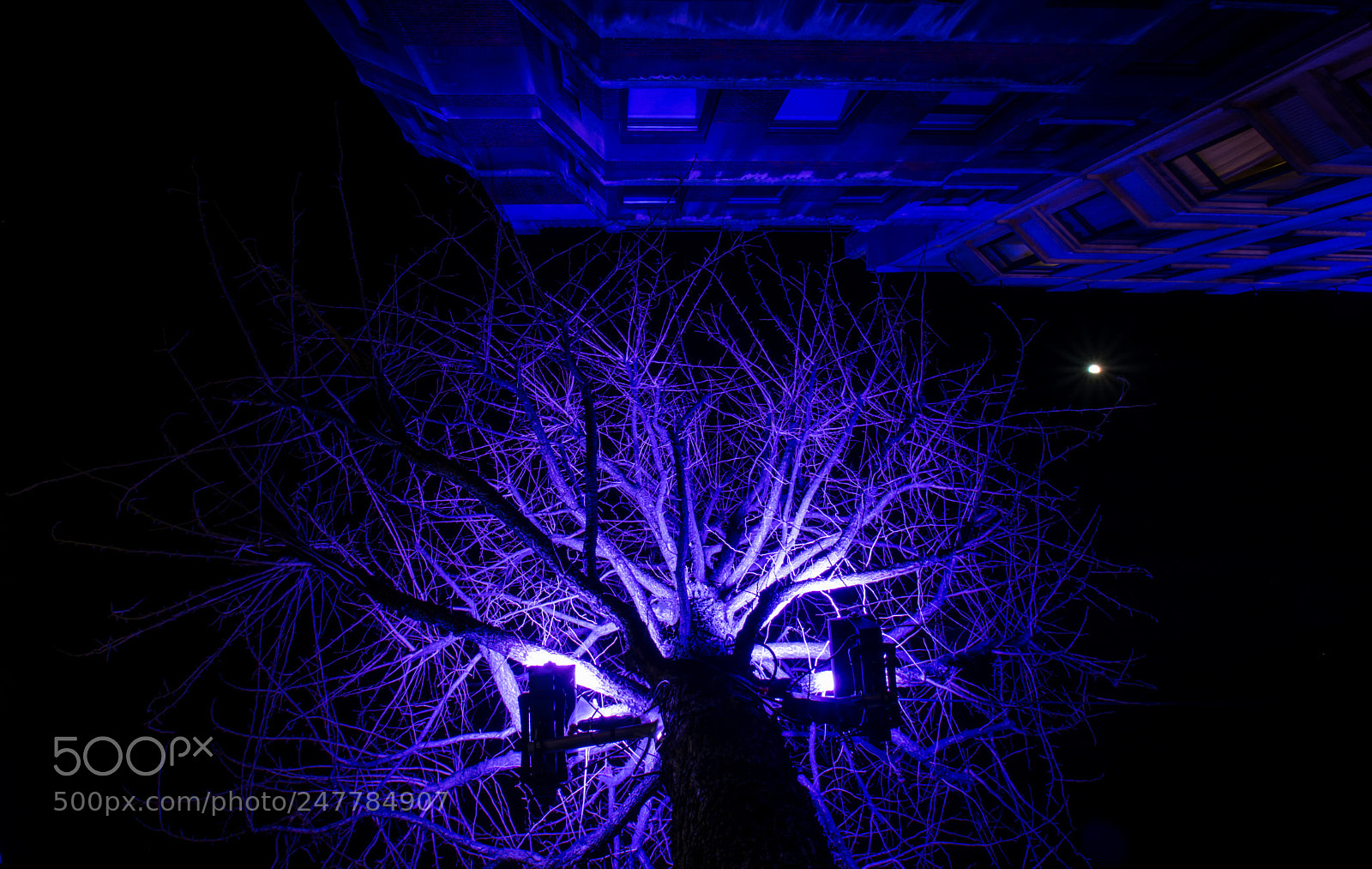 Nikon D5200 sample photo. Blue tree crown. photography