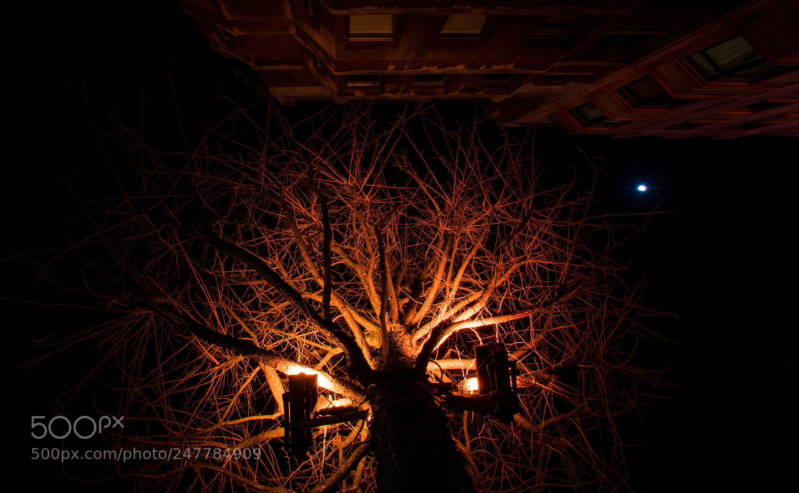 Nikon D5200 sample photo. Orange tree crown. photography
