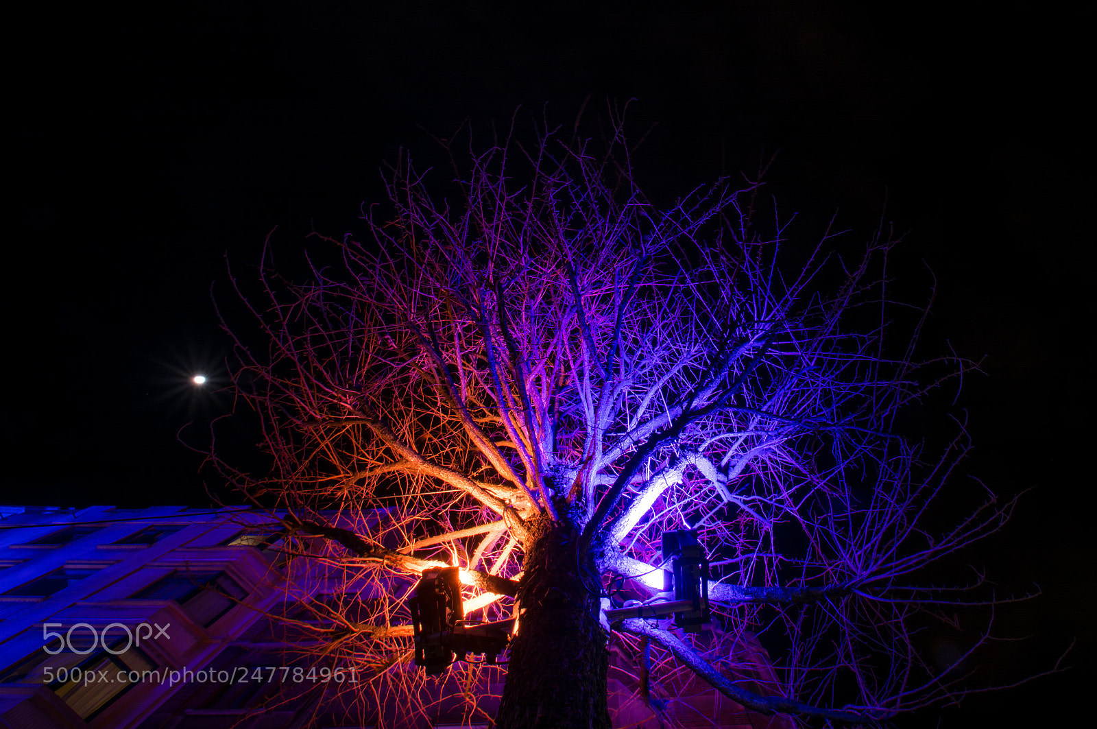 Nikon D5200 sample photo. Blue and orange tree photography