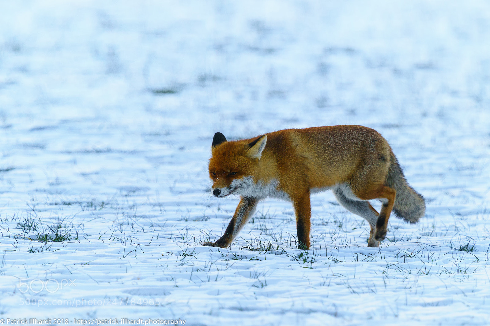 Sony a7R sample photo. Vulpes vulpes i photography