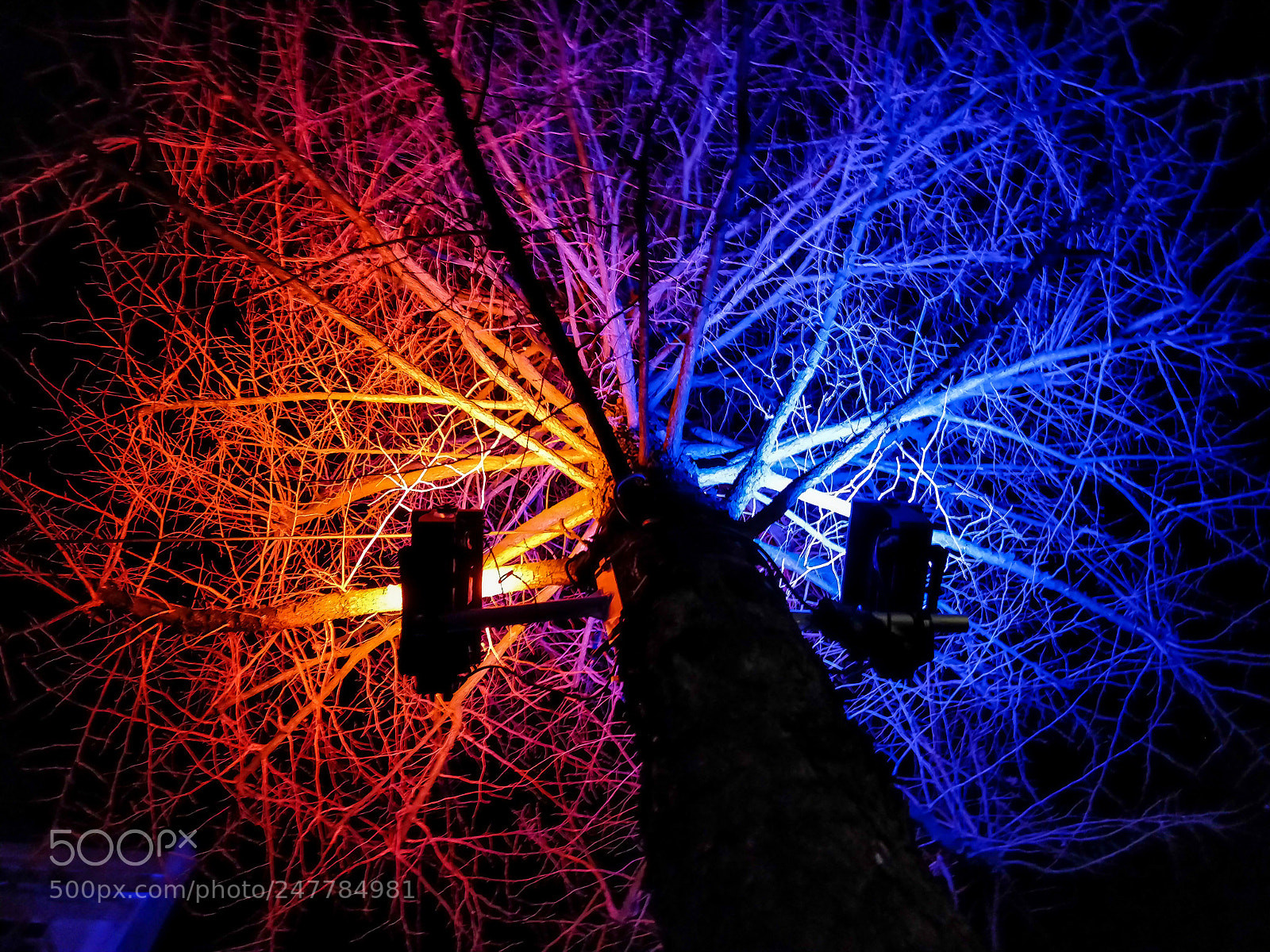 OnePlus 5T sample photo. Blue and orange tree photography