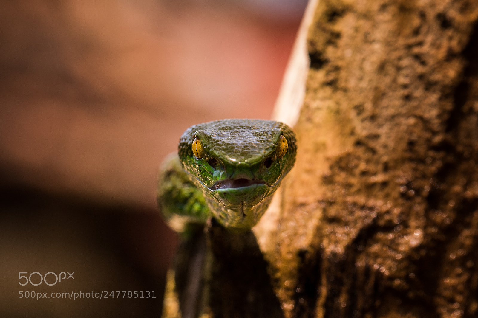 Canon EOS 760D (EOS Rebel T6s / EOS 8000D) sample photo. Green viper photography