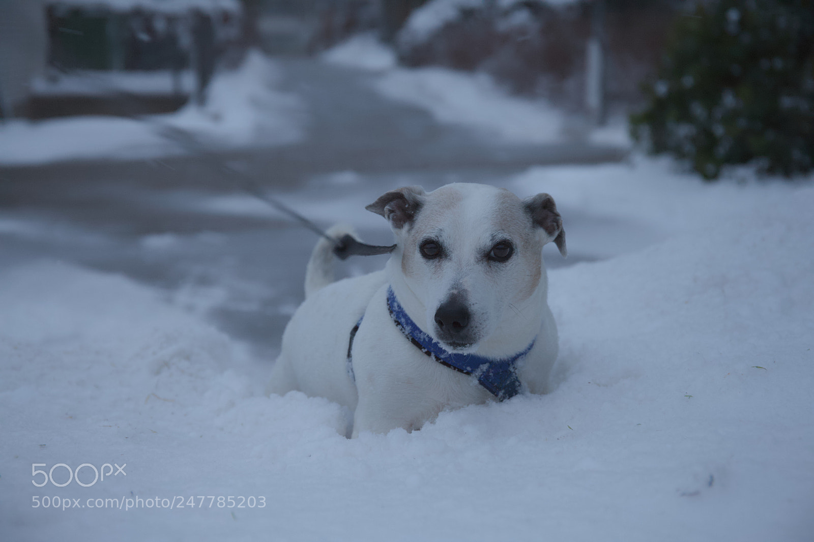 Canon EOS-1Ds Mark III sample photo. Caught in the snow photography