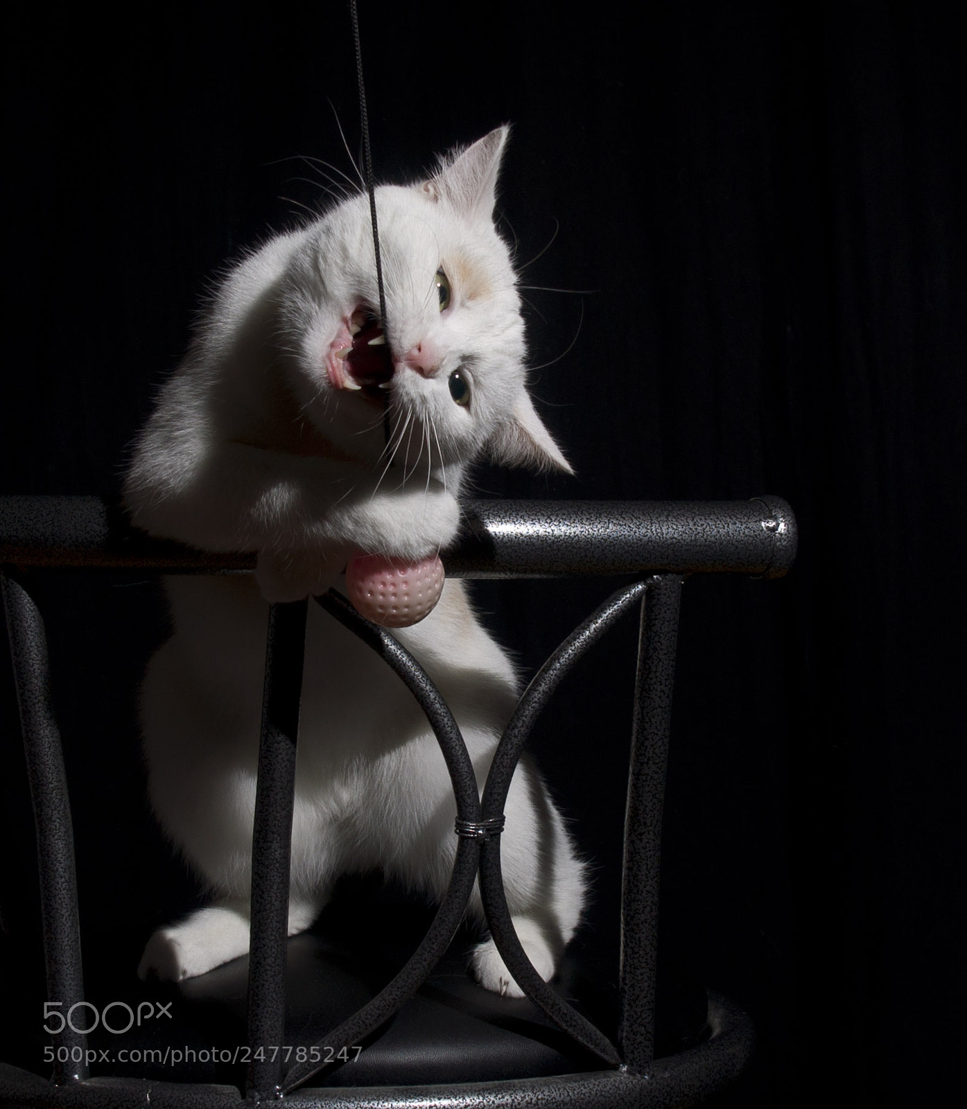 Sony Alpha DSLR-A850 sample photo. Playing cat photography