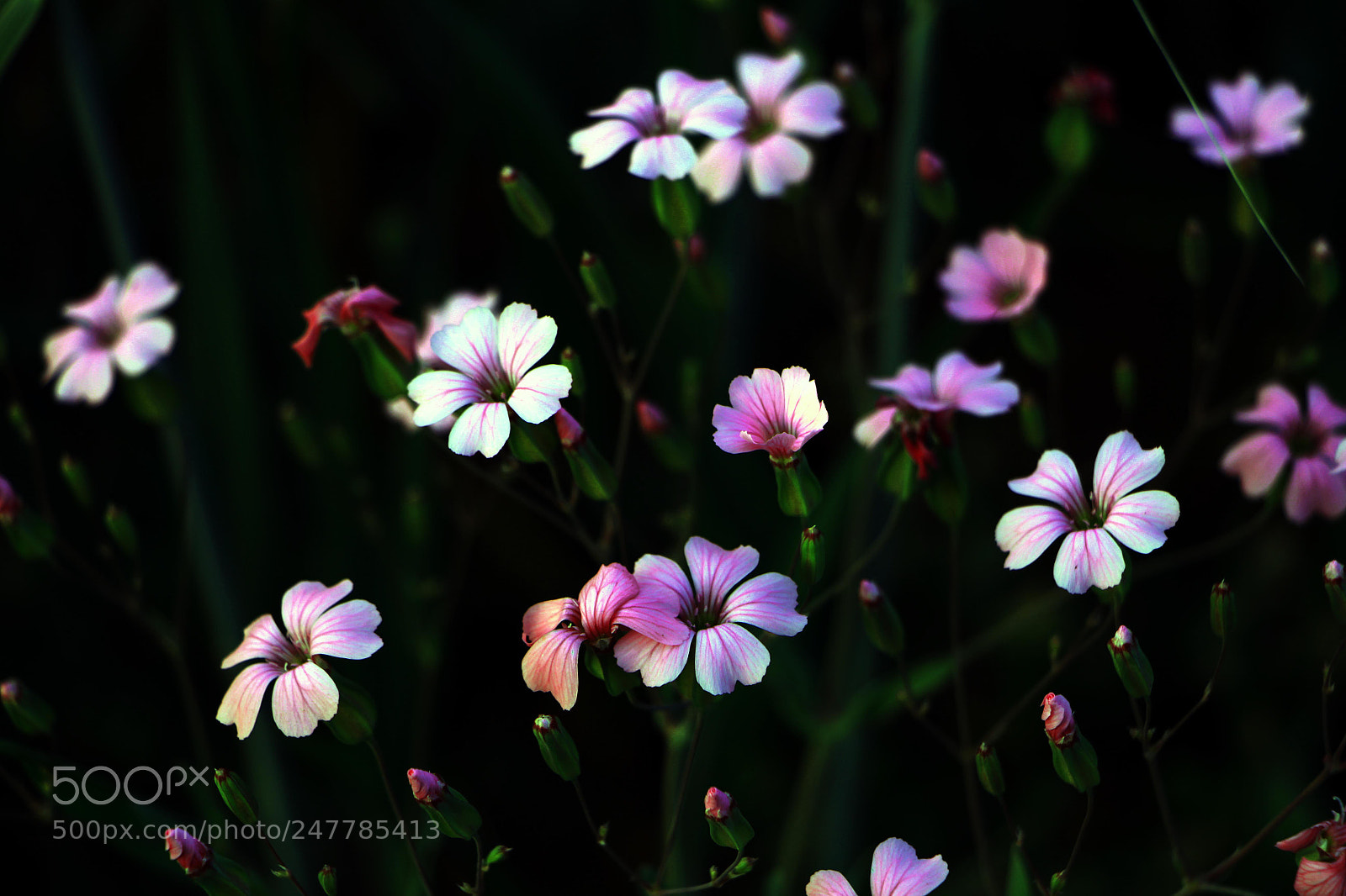 Canon EOS 700D (EOS Rebel T5i / EOS Kiss X7i) sample photo. Untitled photography