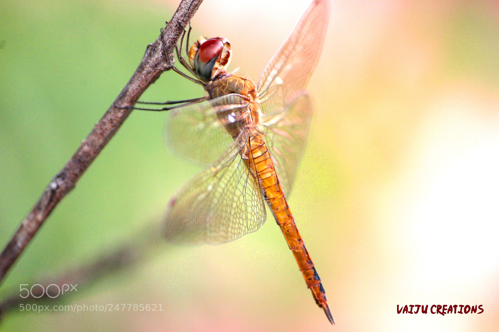 Canon EOS 1200D (EOS Rebel T5 / EOS Kiss X70 / EOS Hi) sample photo. Dragon fly photography