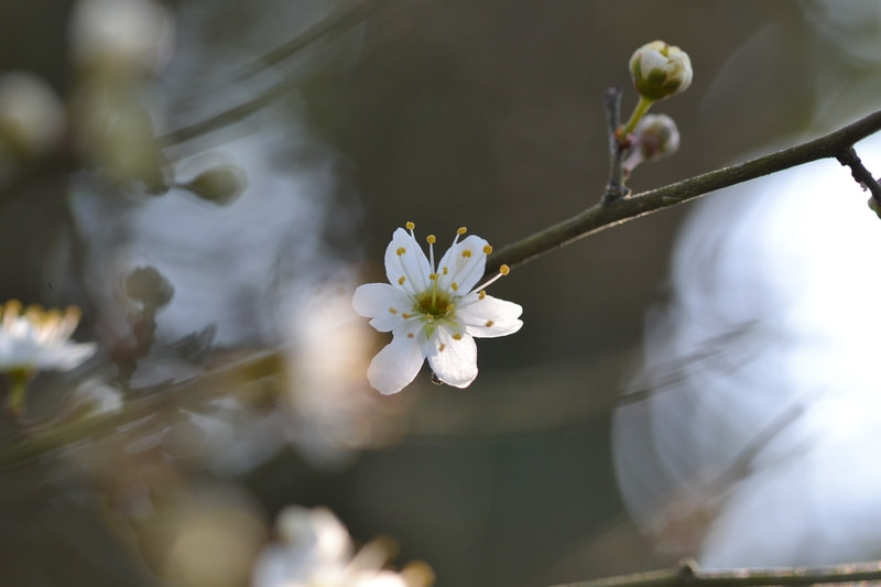 Nikon D3100 + Sigma 105mm F2.8 EX DG OS HSM sample photo. La nature s'éveille photography