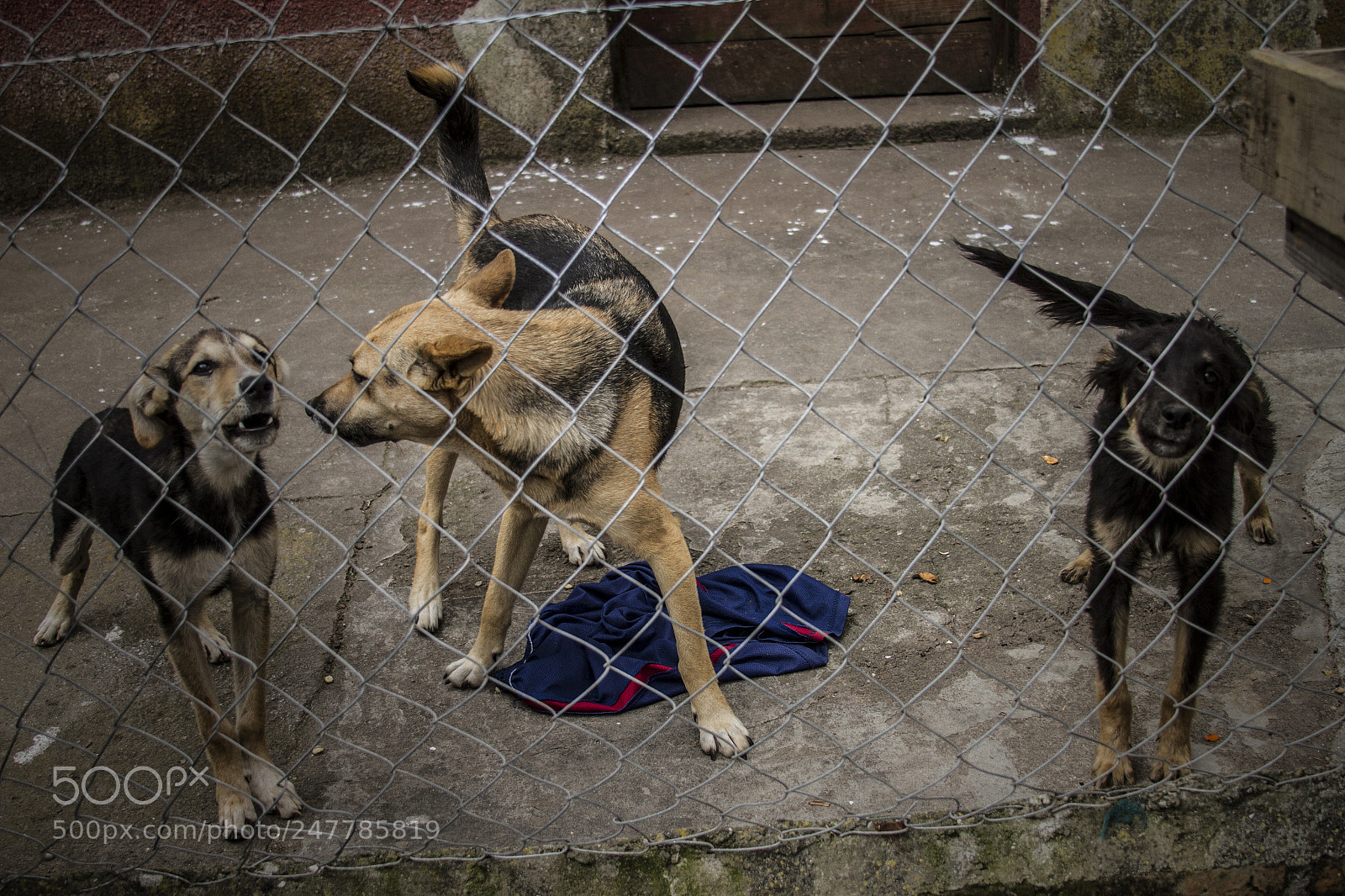 Canon EOS 7D sample photo. Brothers in arms photography