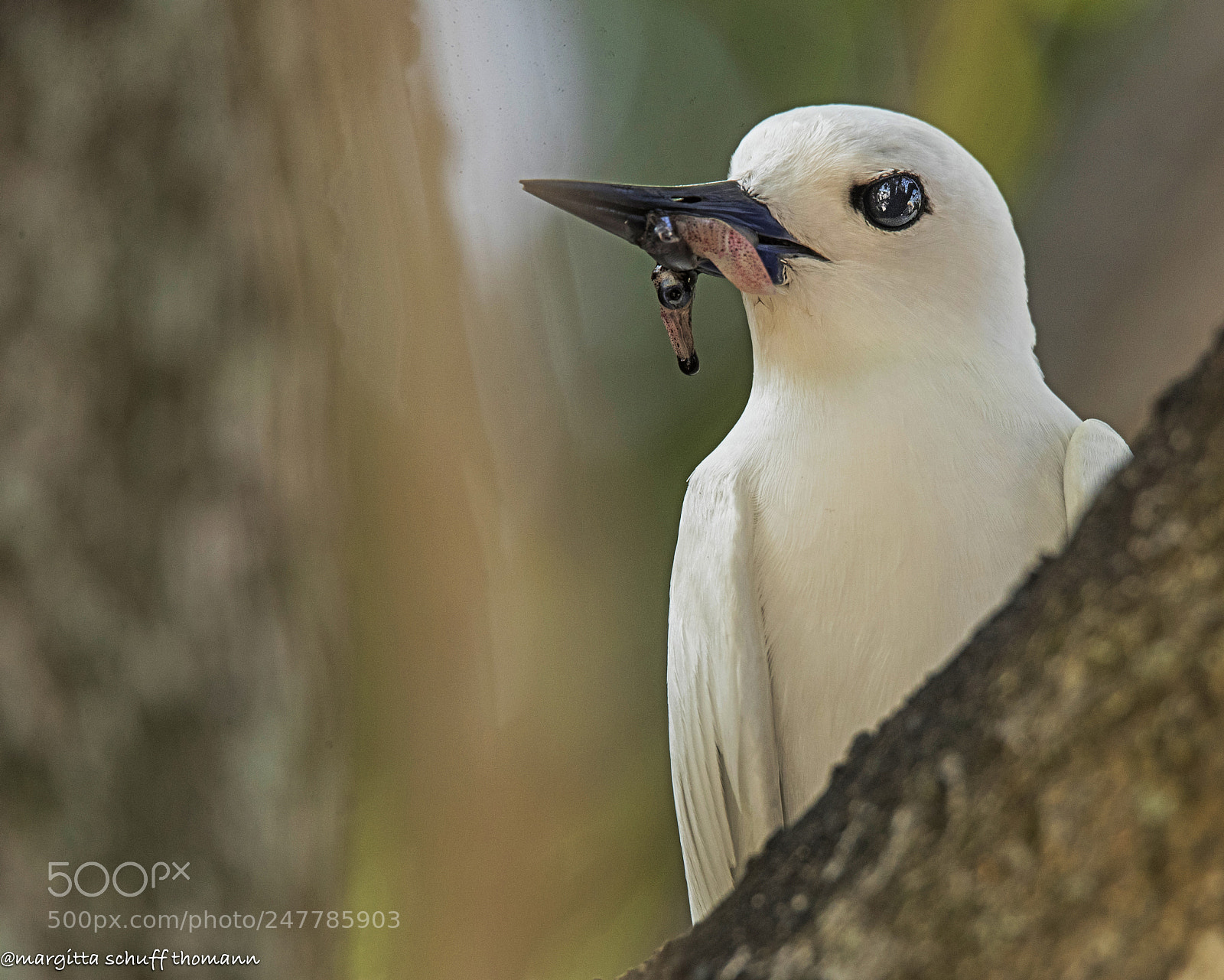 Canon EOS-1D X Mark II sample photo. White tern ... photography