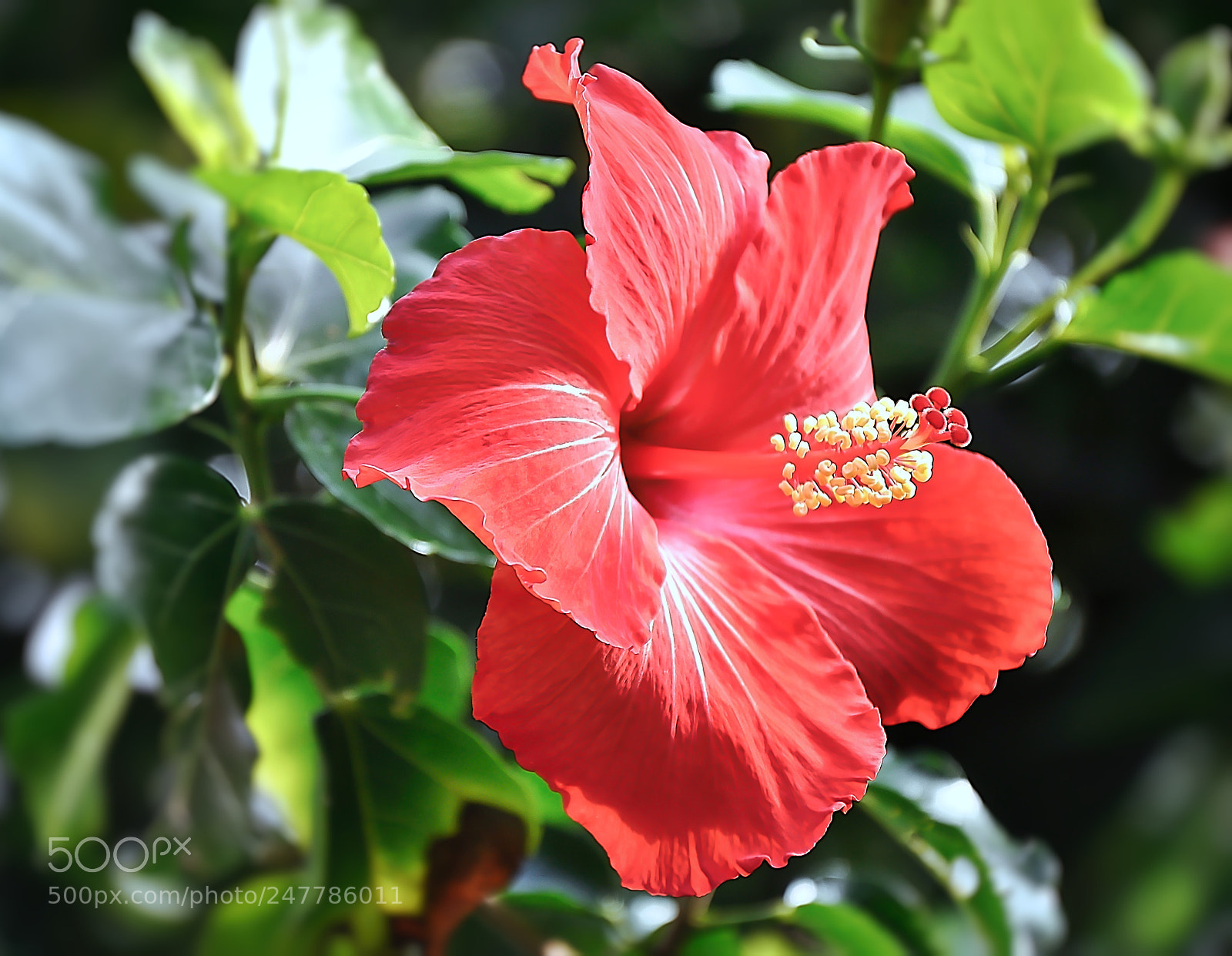 Nikon D90 sample photo. Beautiful red flower photography
