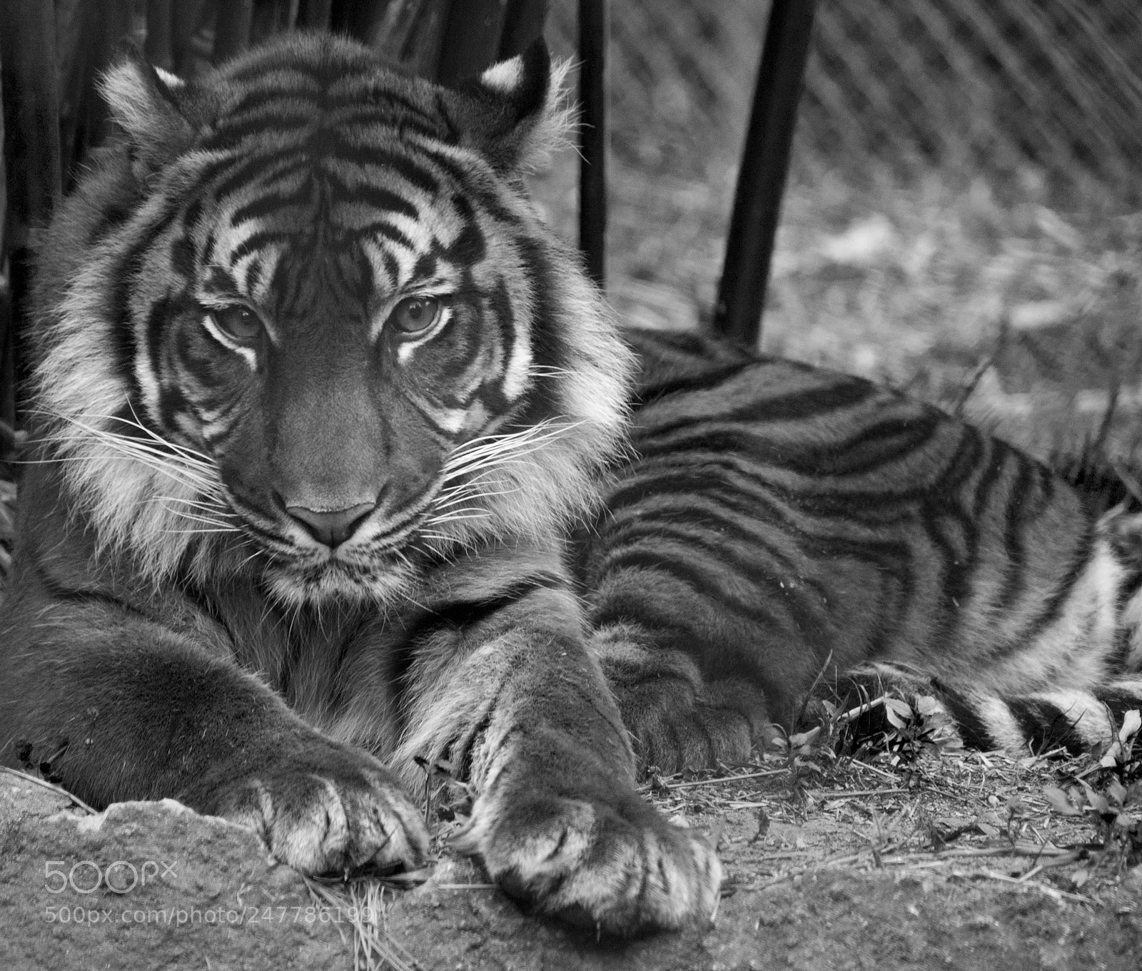 Nikon D300 sample photo. Untitled photography