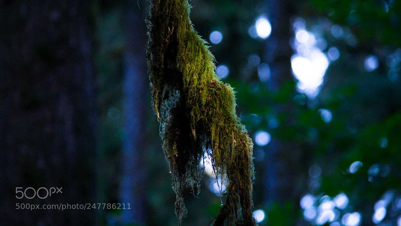 Nikon D3100 sample photo. Hoh forest photography