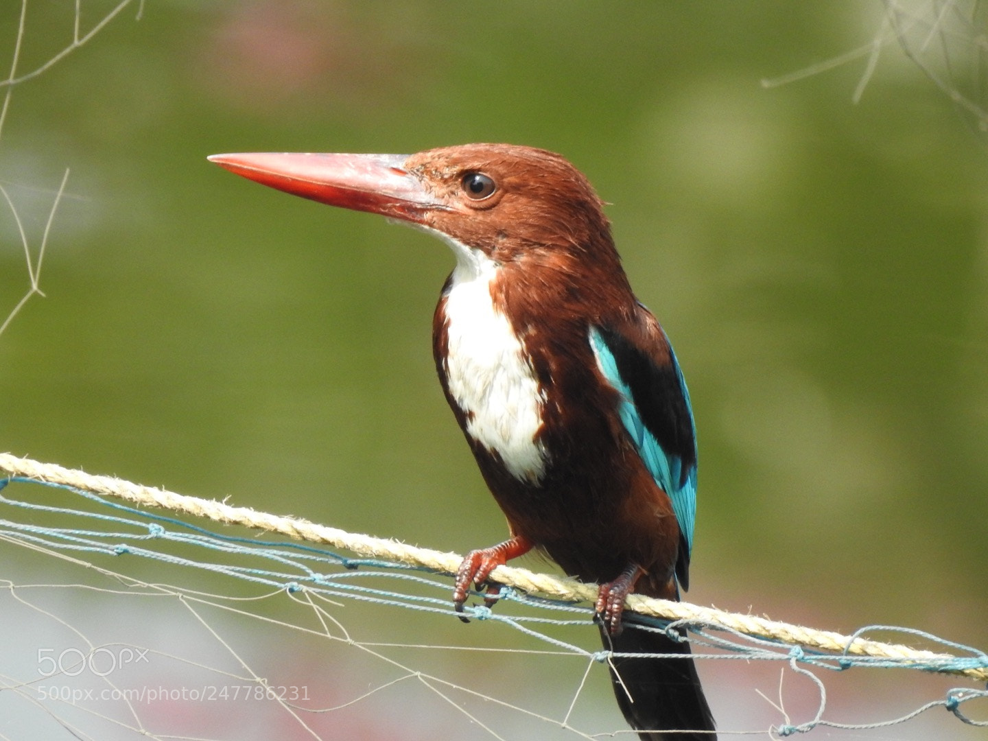 Nikon Coolpix P900 sample photo. Kingfisher sitting on the photography