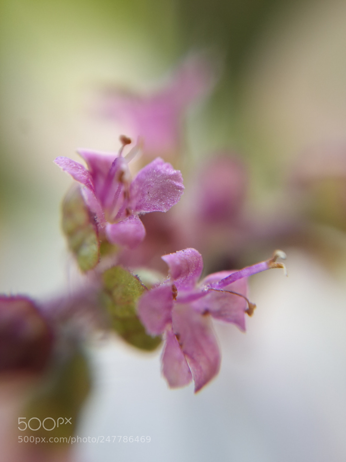 Samsung Galaxy S4 sample photo. Basil flower ? photography