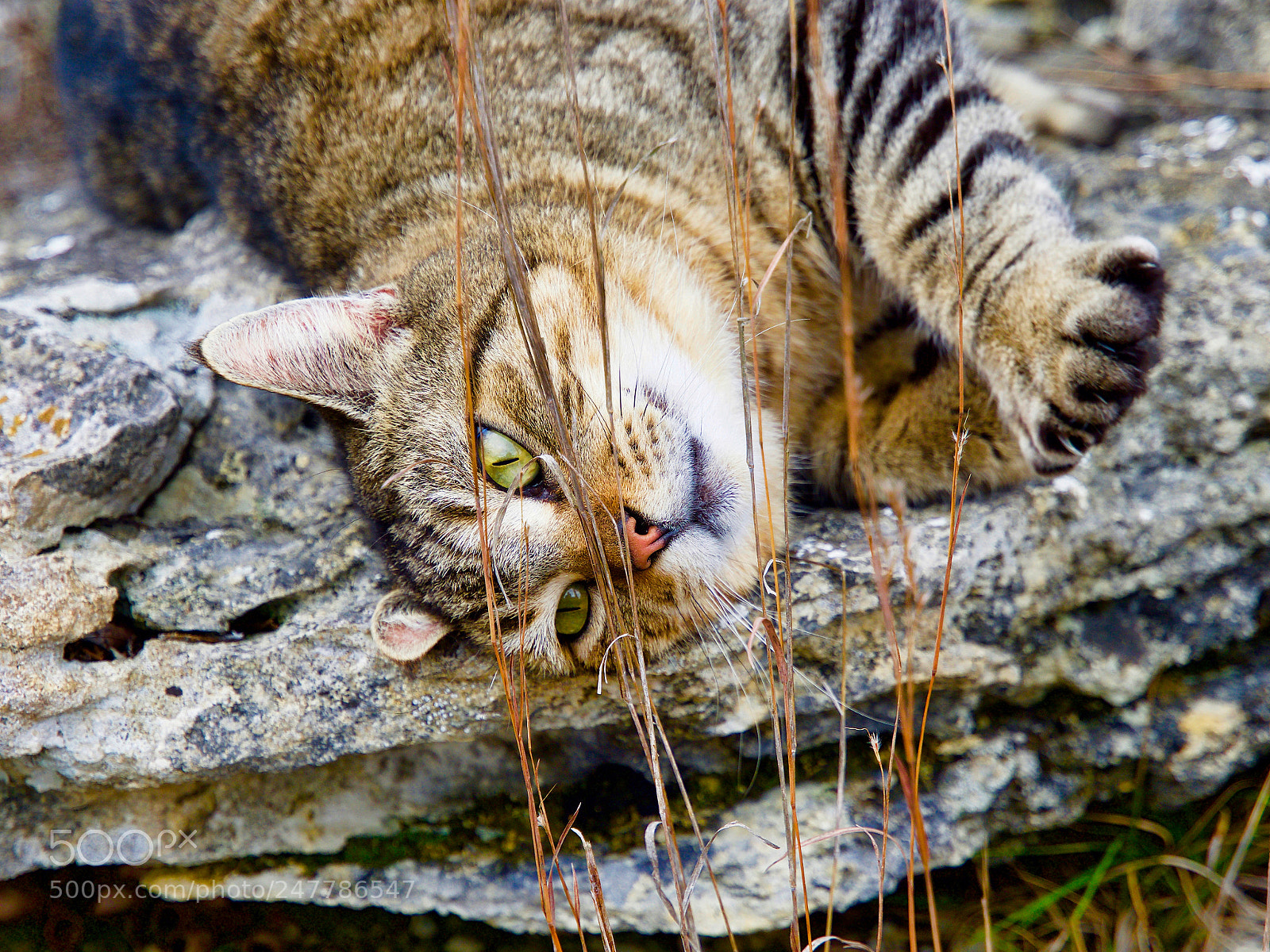 Olympus OM-D E-M1 Mark II sample photo. On the rocks photography