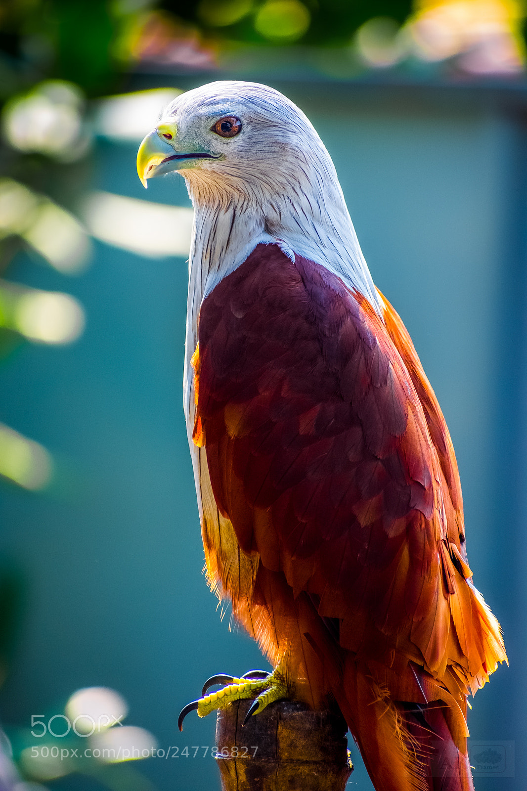Nikon D7200 sample photo. The guardian ....... photography