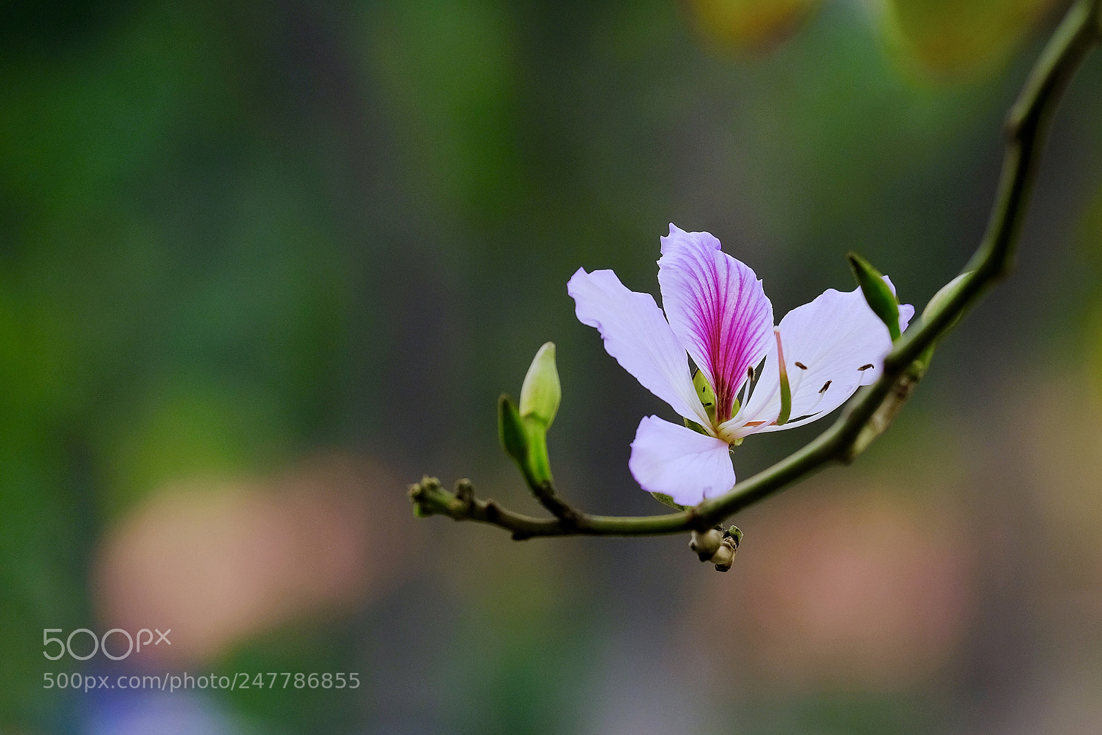 Fujifilm X-T20 sample photo. Untitled photography