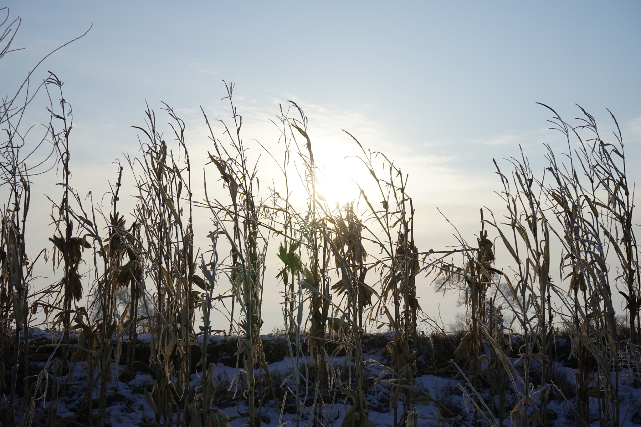 Sony a7 + Tamron 18-200mm F3.5-6.3 Di III VC sample photo