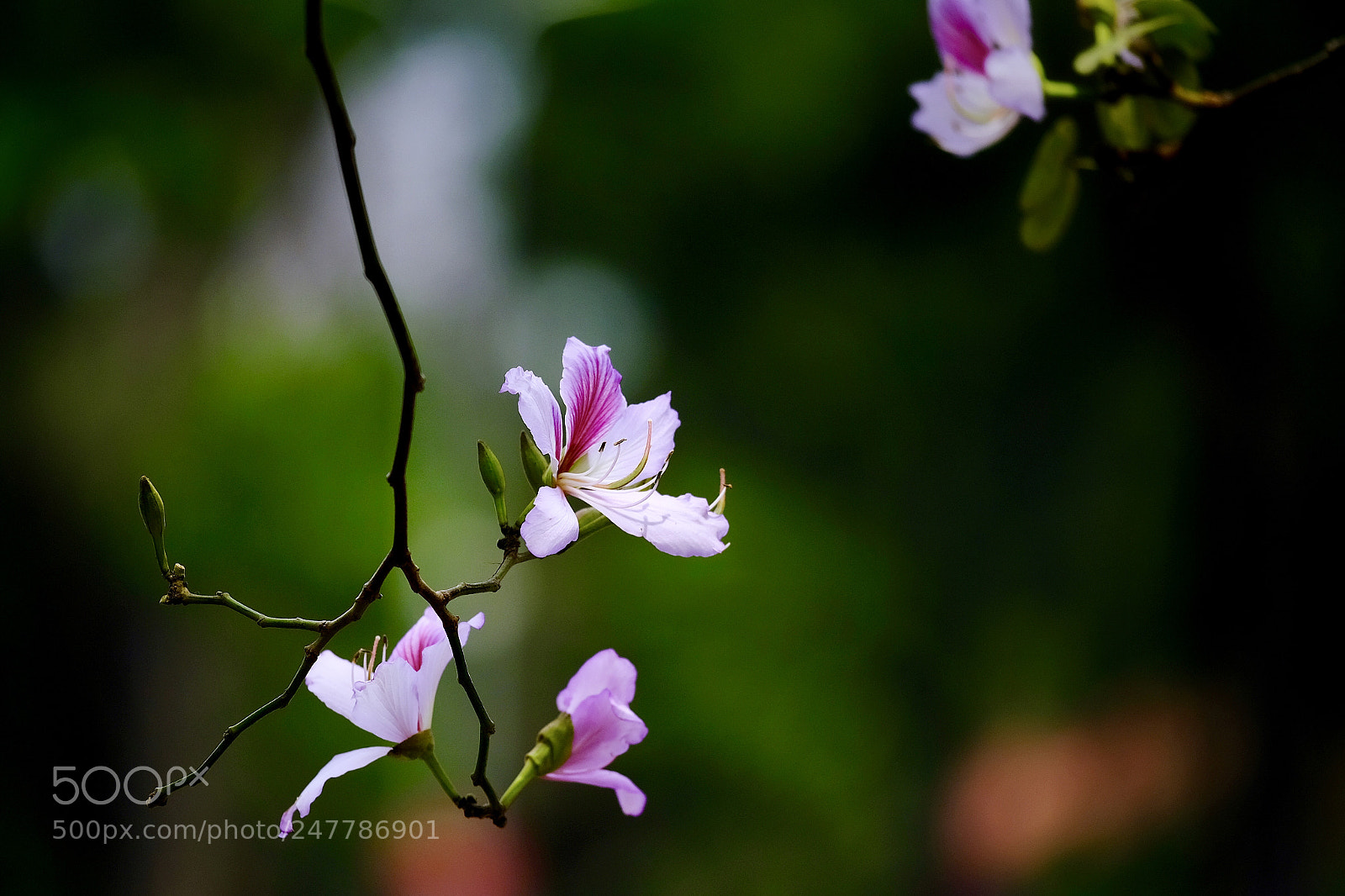 Fujifilm X-T20 sample photo. Untitled photography