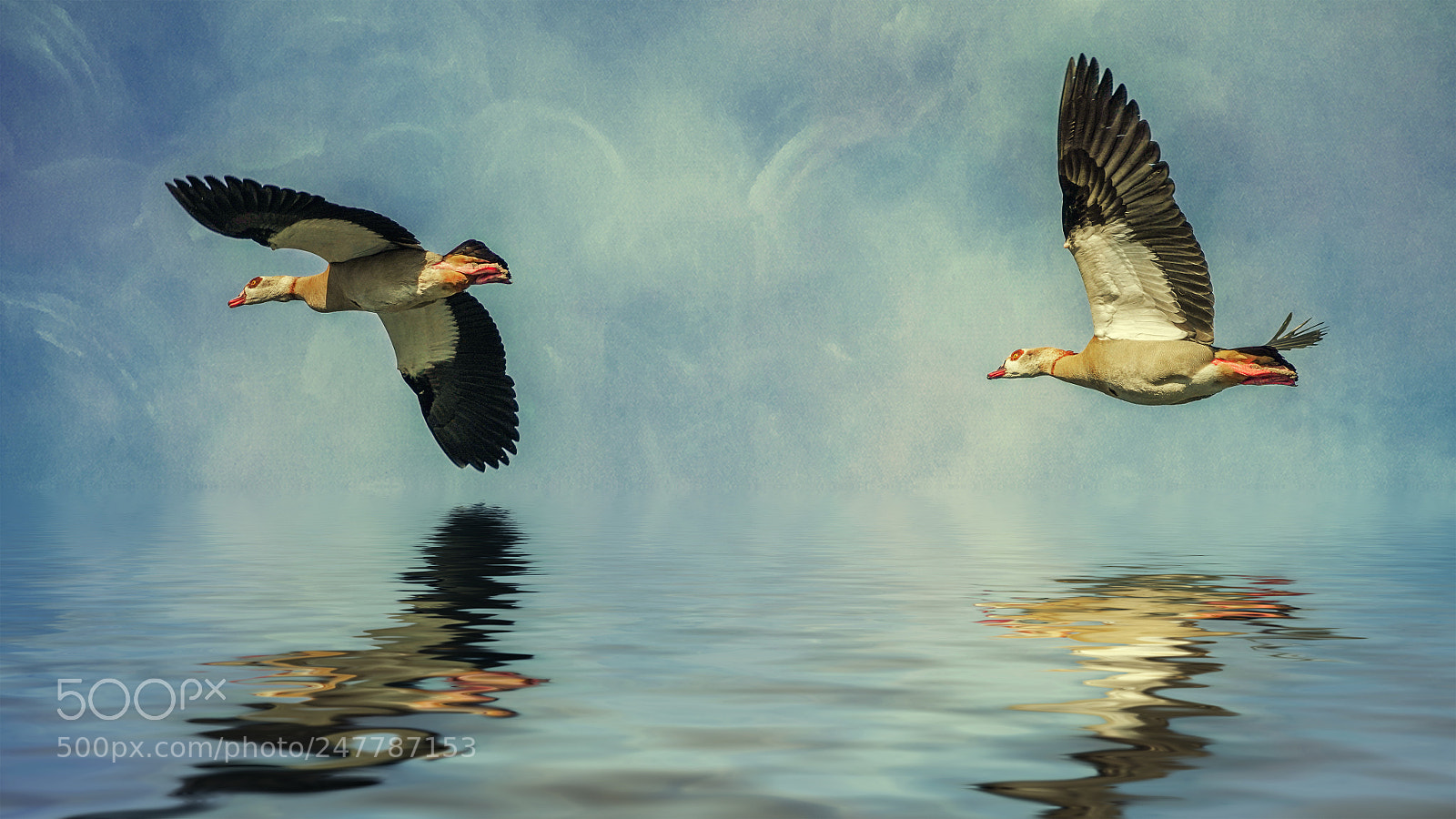 Sony a7R III sample photo. Flying geese photography