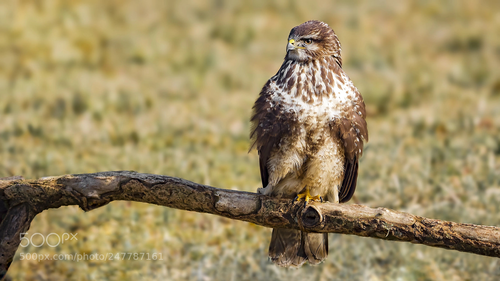 Panasonic Lumix DC-G9 sample photo. Common buzzard photography
