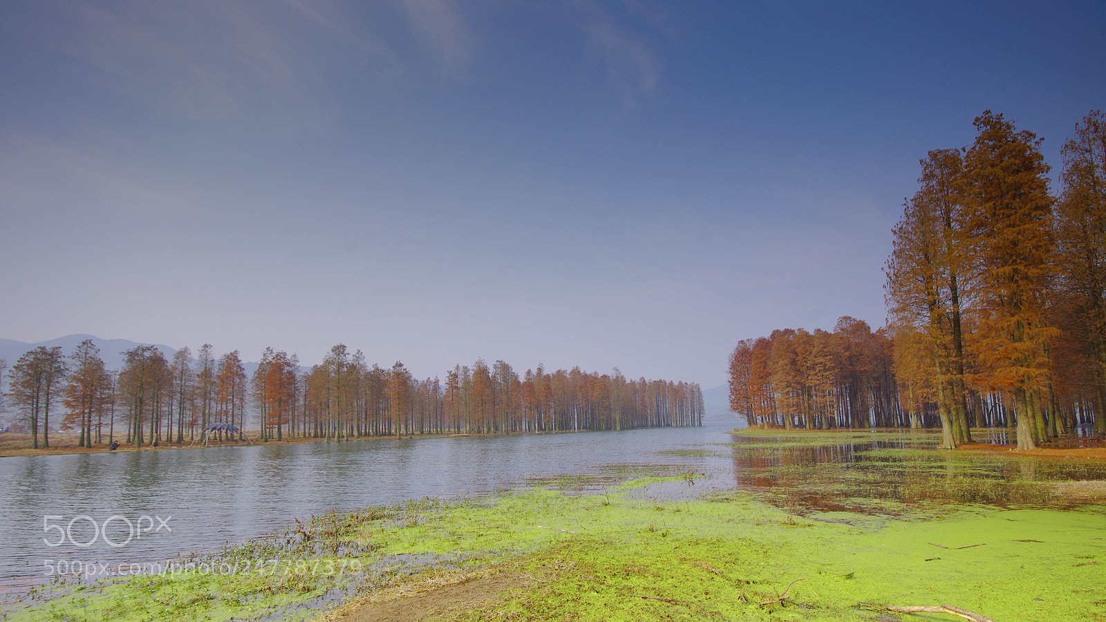 Pentax K-x sample photo. Sequoia bu siming lake photography