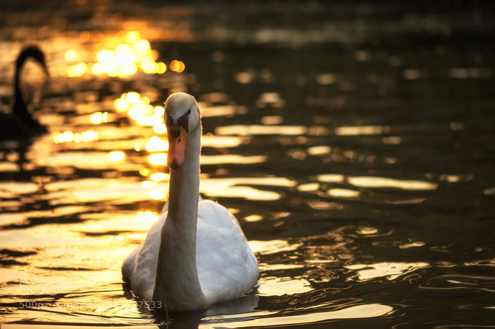 Nikon D810 sample photo. White swan swimming during photography