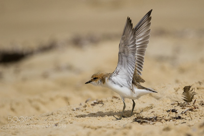 Canon EOS 7D sample photo. Hooded plover taking flight photography