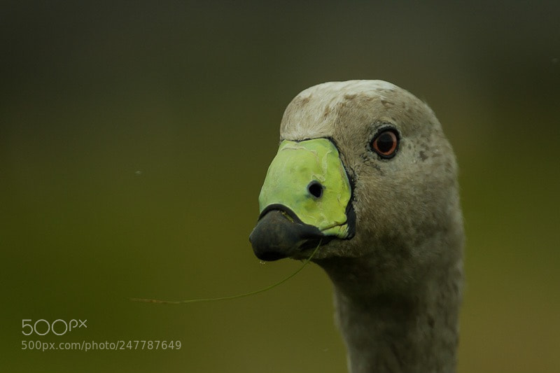 Canon EOS 7D sample photo. Cape barron goose photography