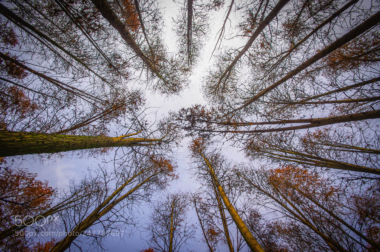 Pentax K-x sample photo. Metasequoia in siming lake photography