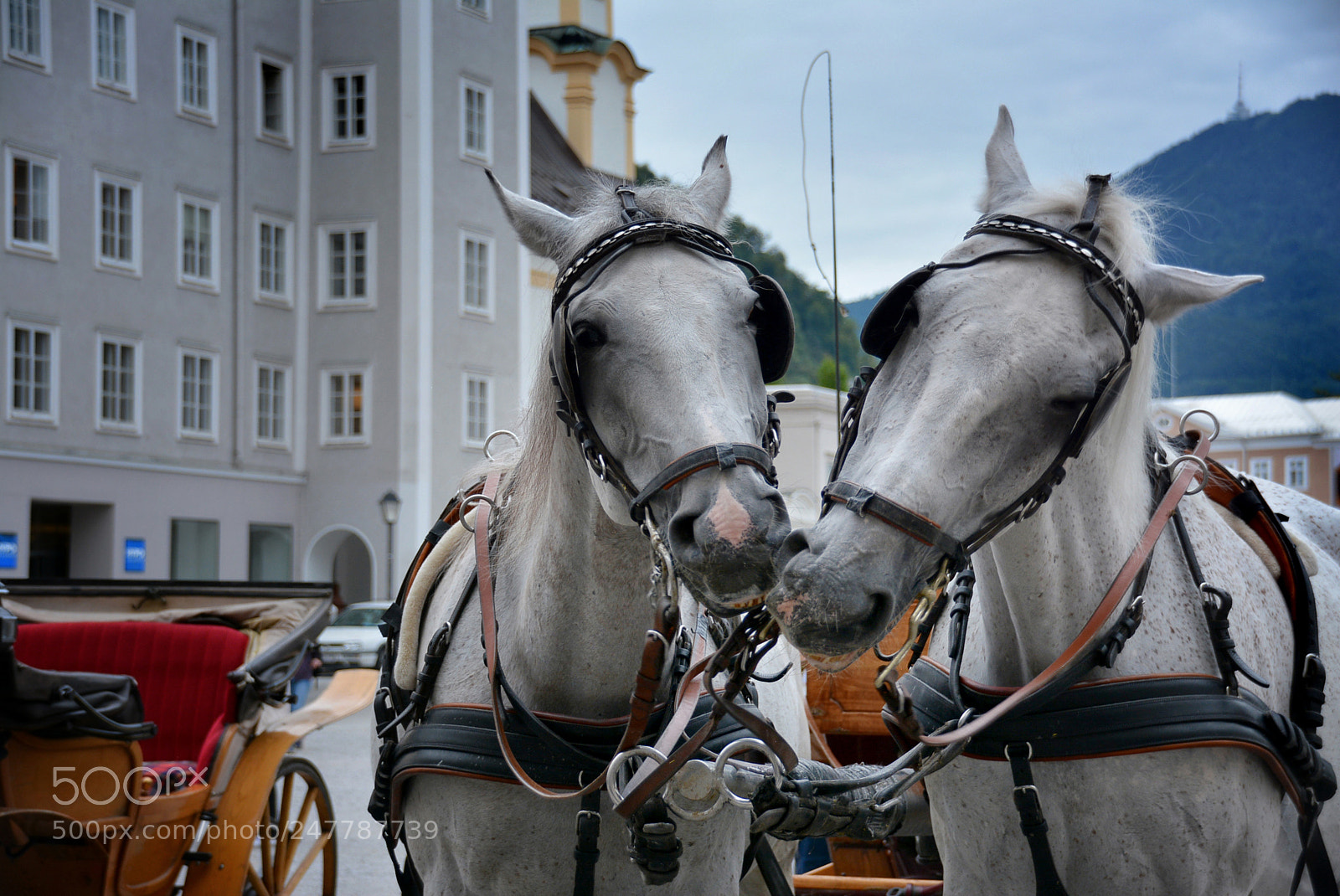 Nikon D7100 sample photo. The horses of sulzburg photography