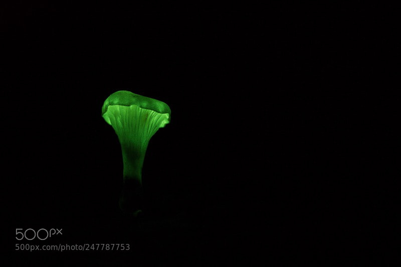Canon EOS 7D sample photo. Ghost fungus at night photography