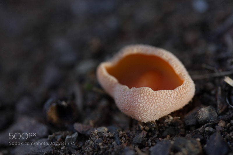 Canon EOS 7D sample photo. Untitled photography