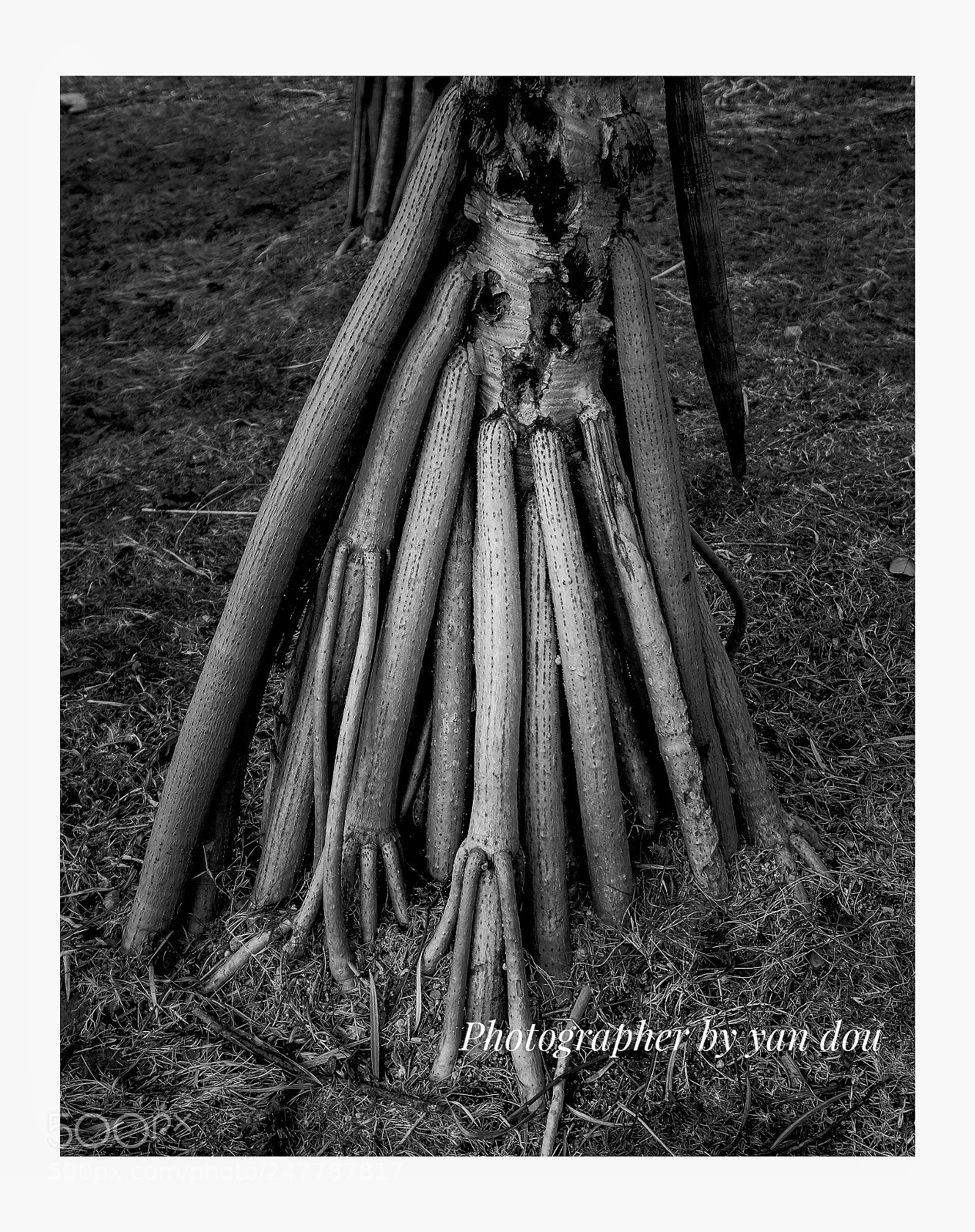 Fujifilm X-T1 sample photo. Root #2 photography