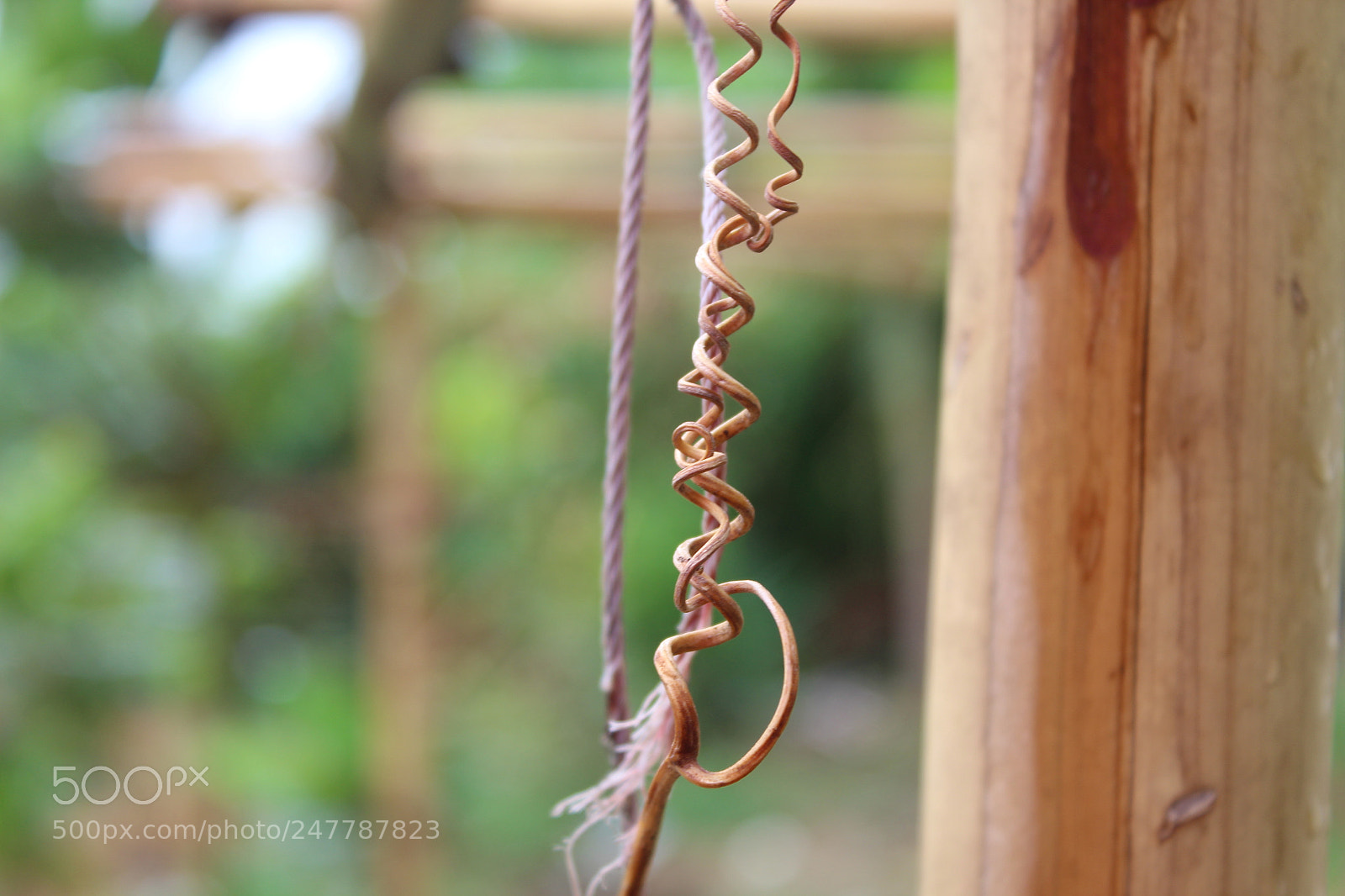Canon EOS 1200D (EOS Rebel T5 / EOS Kiss X70 / EOS Hi) sample photo. Hanging on its own photography