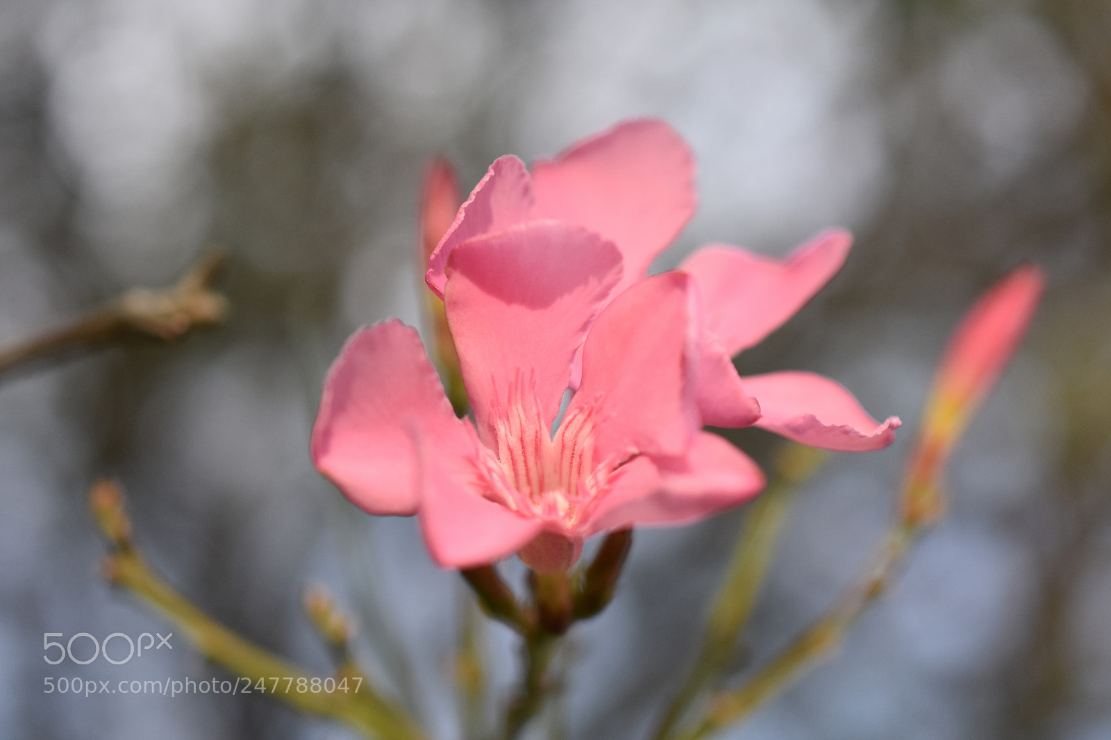 Nikon D3400 sample photo. Nature’s artistic flare photography