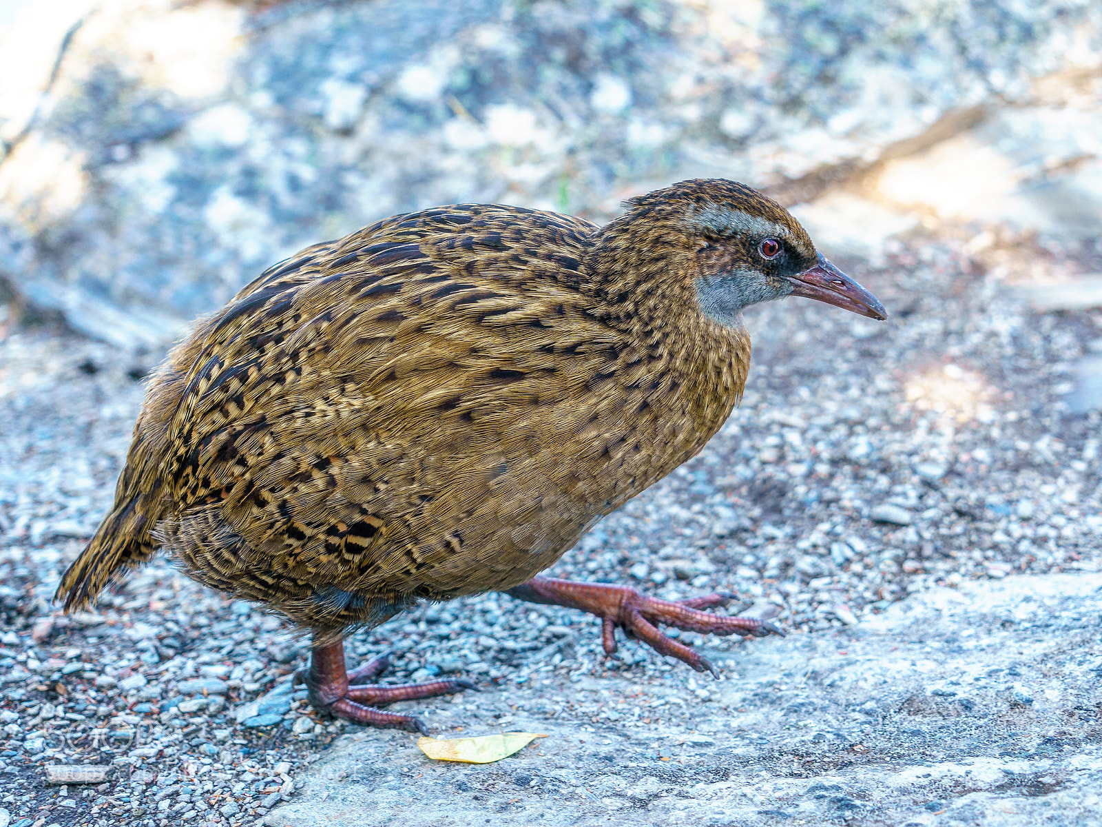 Sony a9 sample photo. Buff weka on mou photography